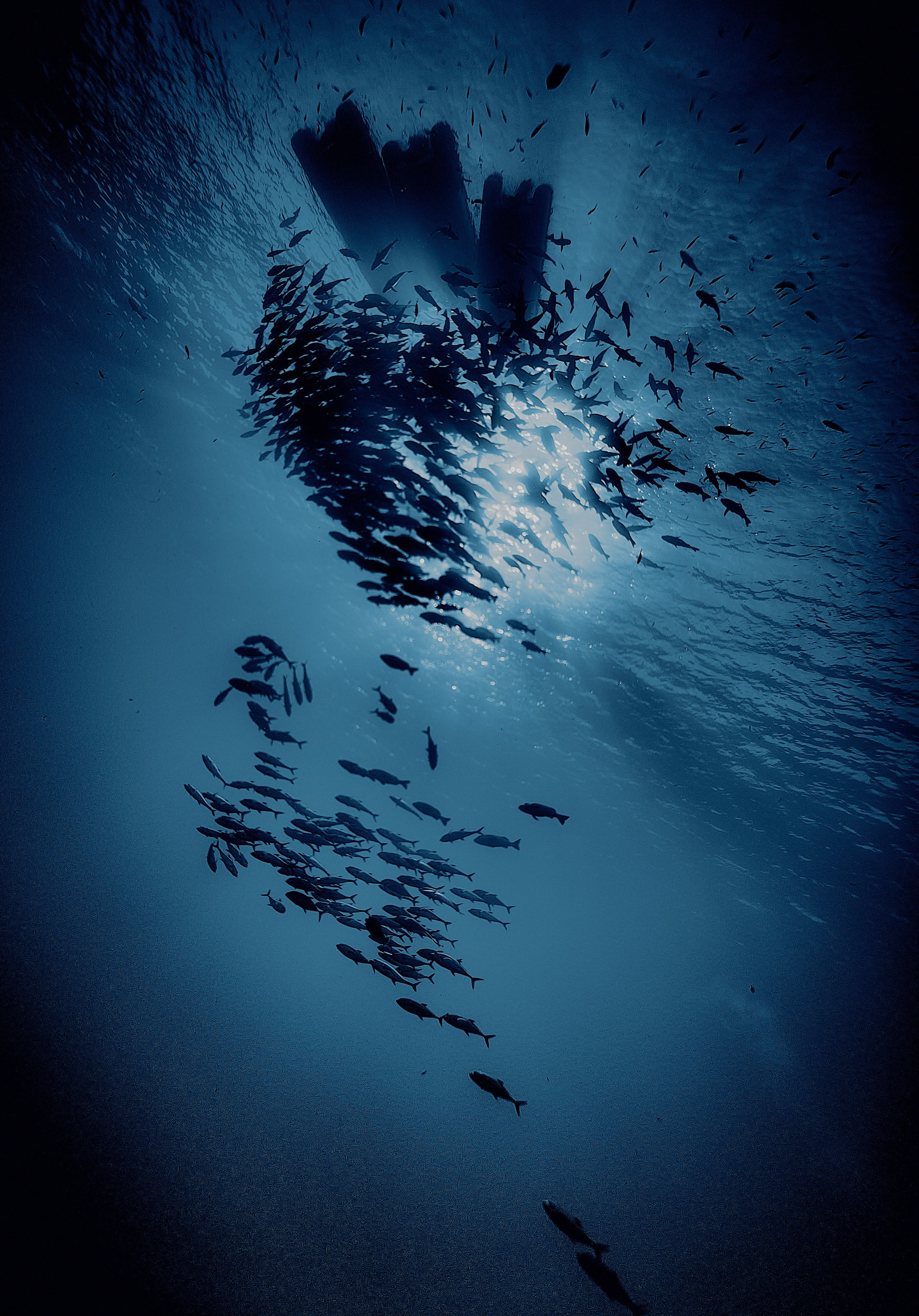 Fotograf podwodny Andriej Szypiłow - Fauna i flora Czerwonego i Adriatyckiego Mórz. Andriej Szypilow - Fotografia & Wideografia