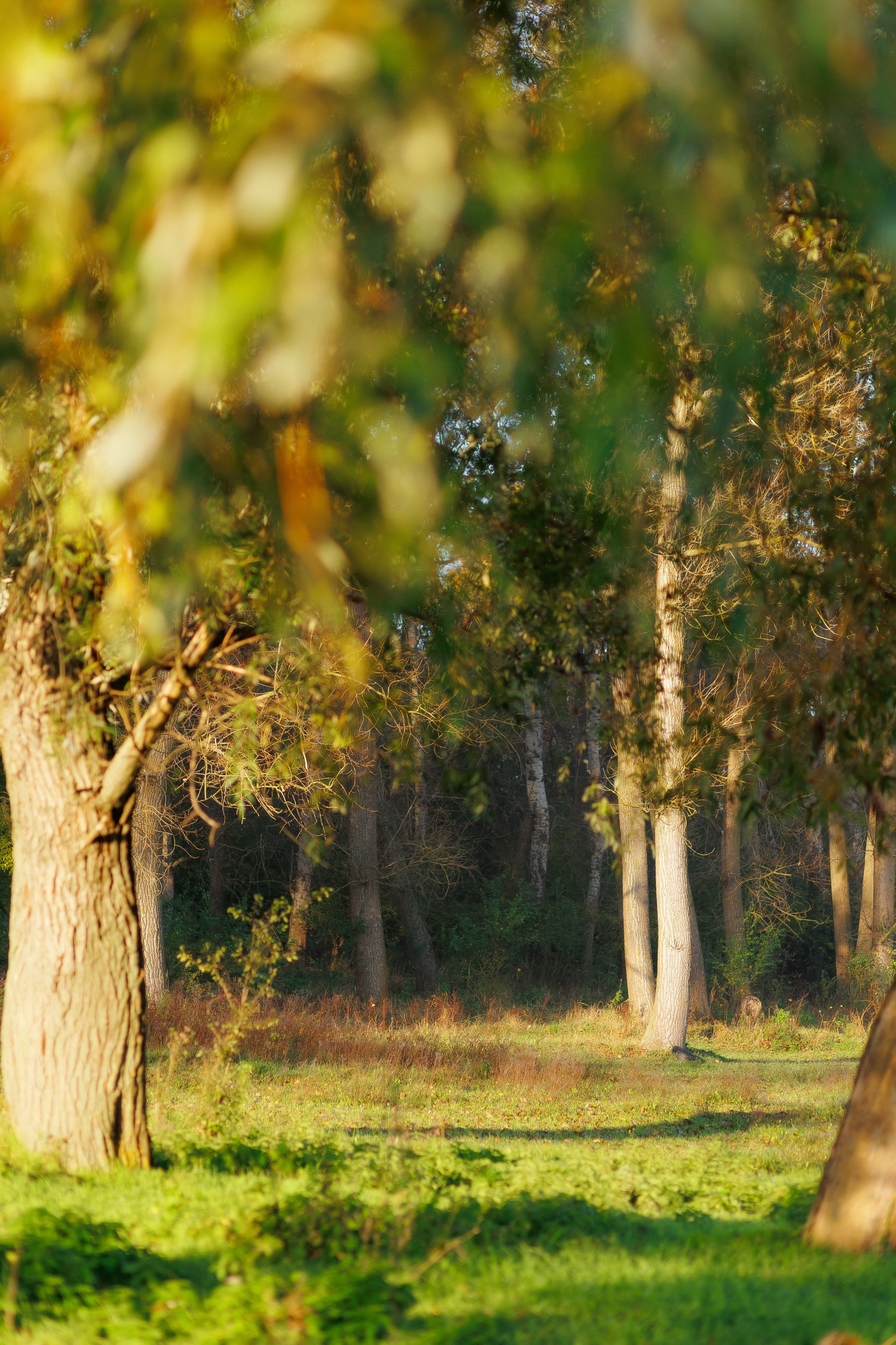 MARIANA — AUTUMN TIME. Fulga Photographer