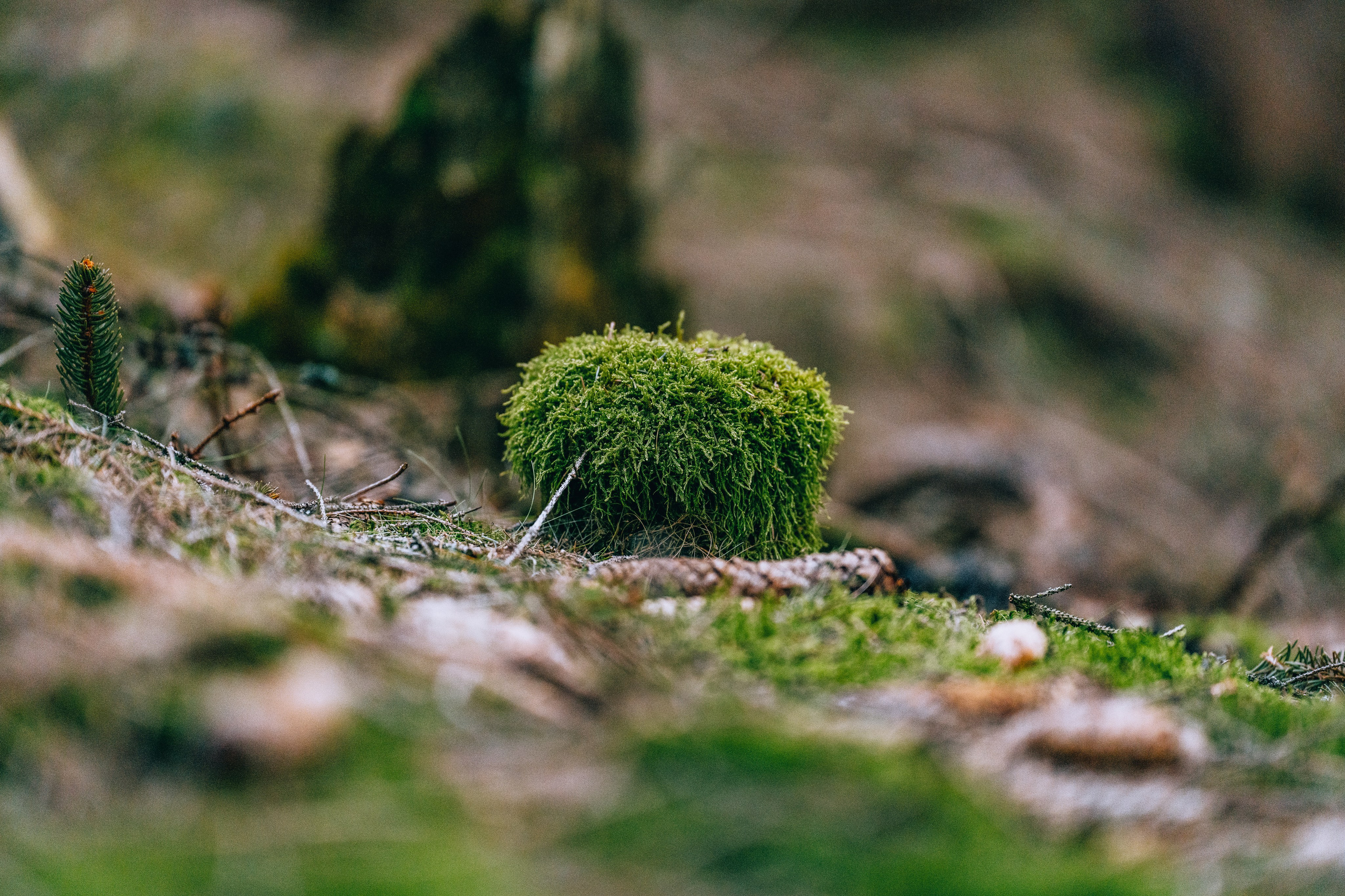 Landscape. Fotograf Poznan