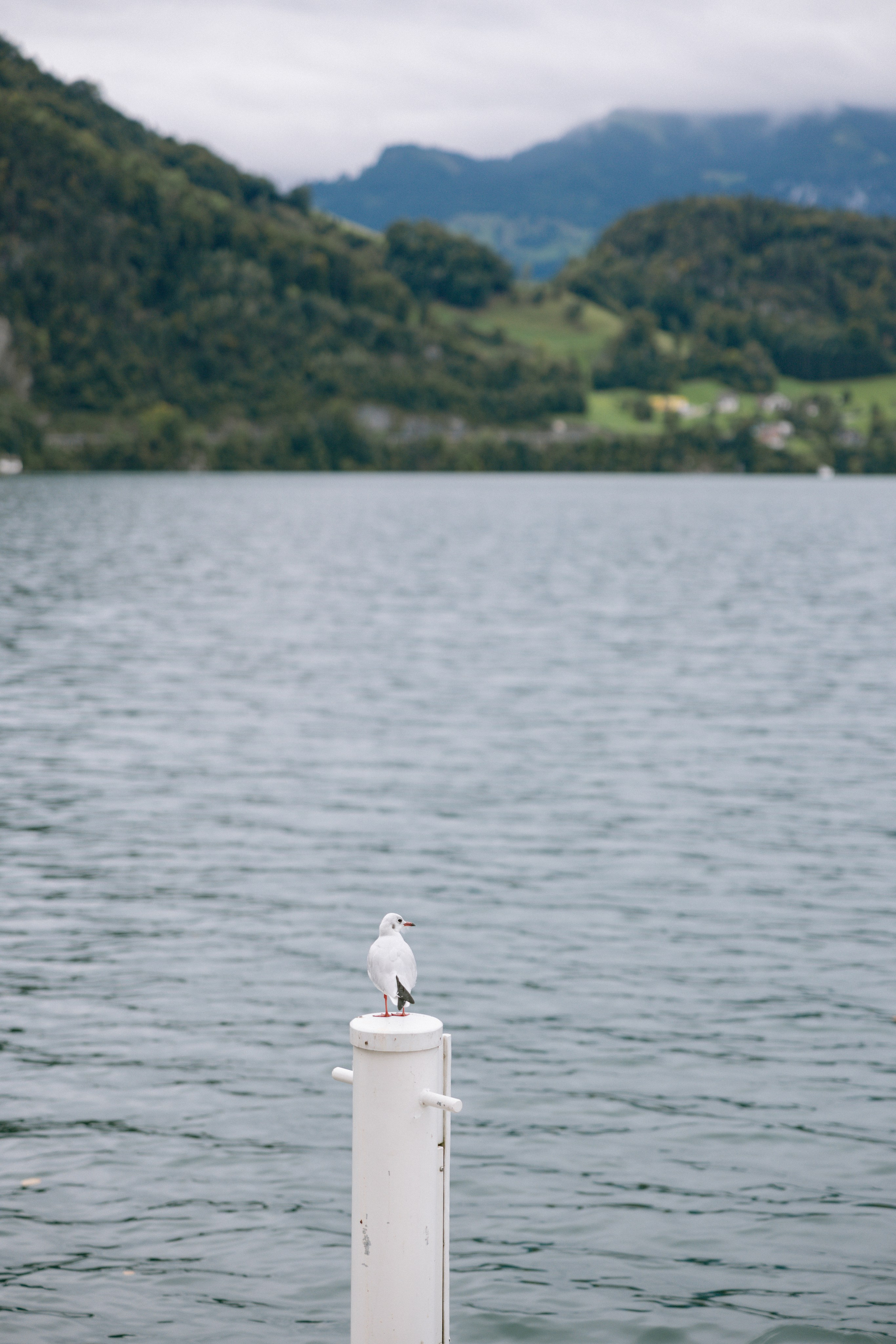 Intimate wedding at Parkhotel Vitznau on Lake Lucerne. Wedding and Family Photographer Switzerland and Italy. Valeria Diaz