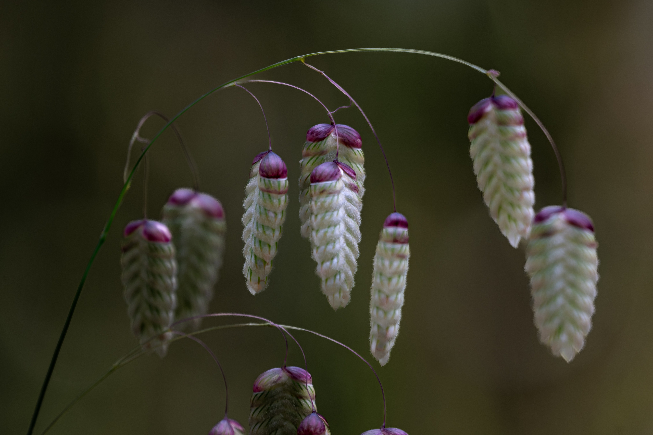 Macro Photography. Hi, my name is Eric T and I am Iris photographer