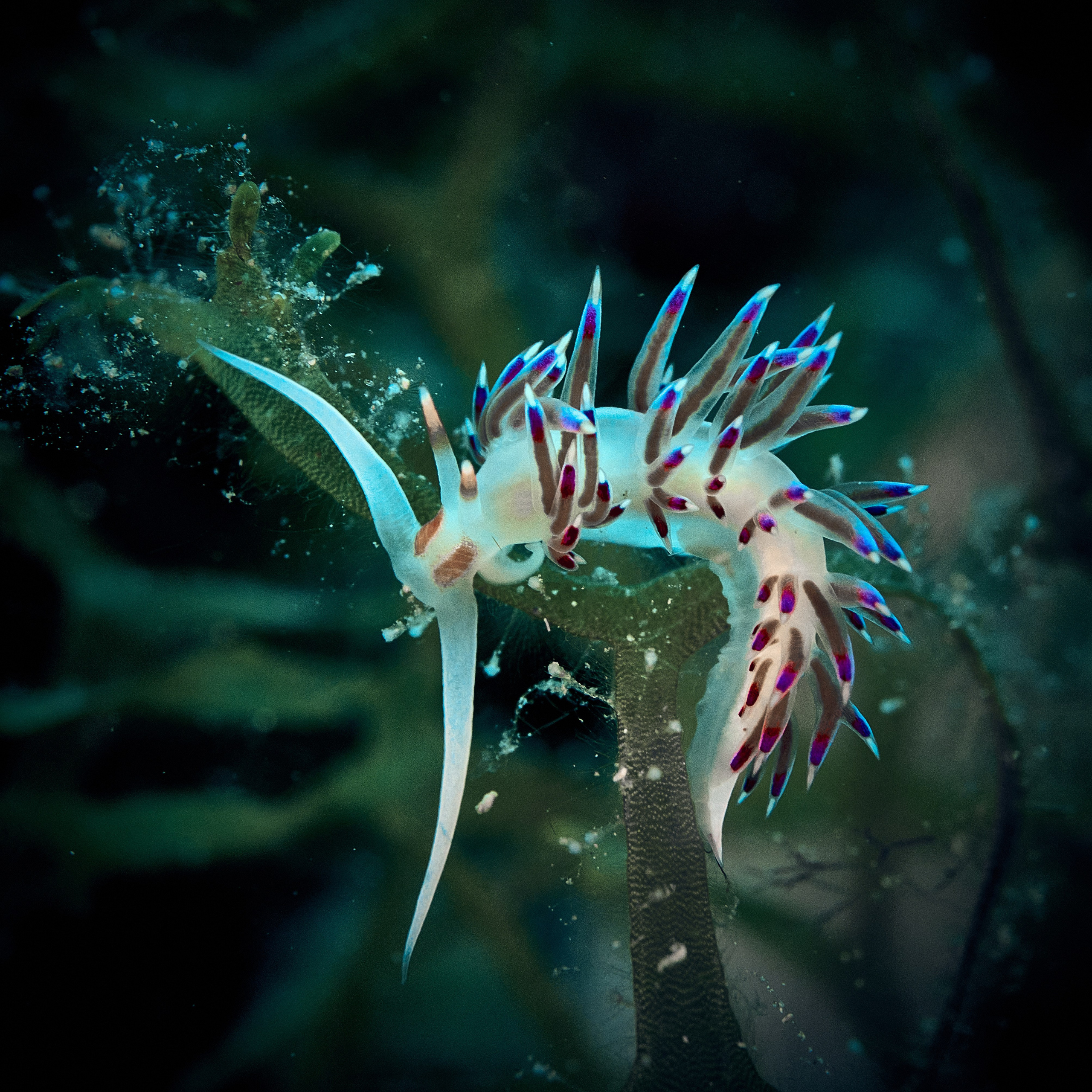 Fotograf podwodny Andriej Szypiłow - Fauna i flora Czerwonego i Adriatyckiego Mórz. Andriej Szypilow - Fotografia & Wideografia