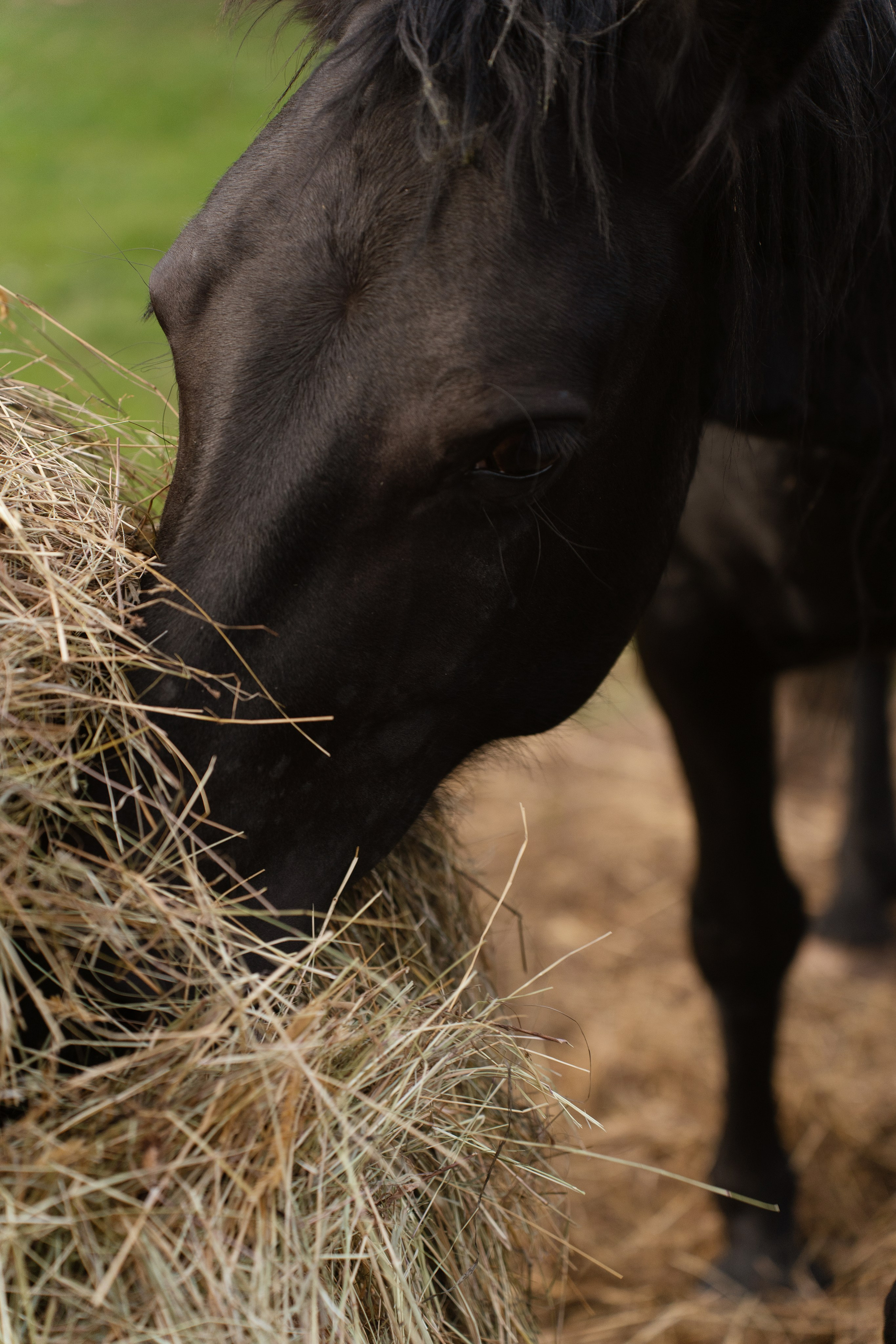 Geschichten mit dem Pferden. Kinder und Familienfotografie Wittlich und Trier Umgebung