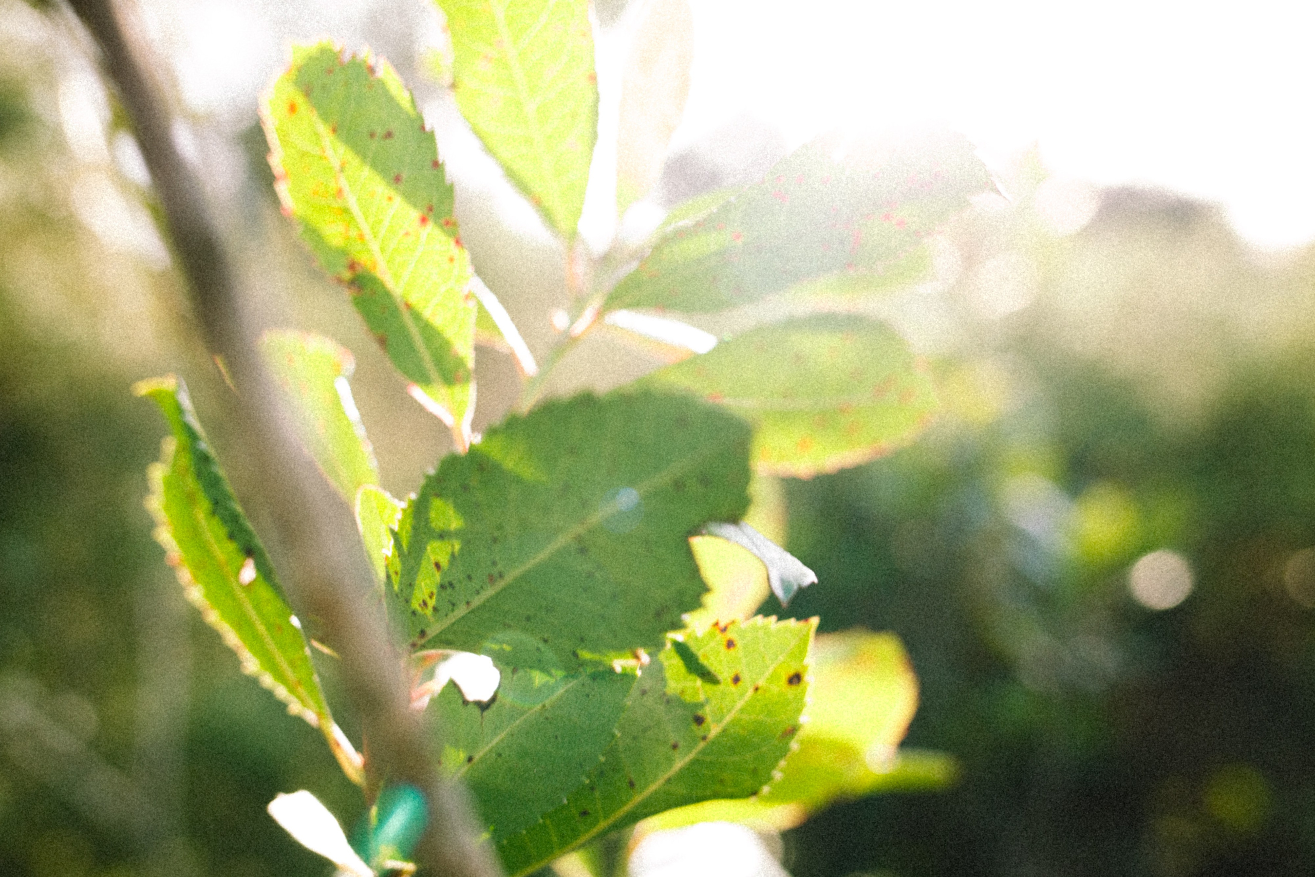 Close-up of plants grown using syntropic methods at Can Durán