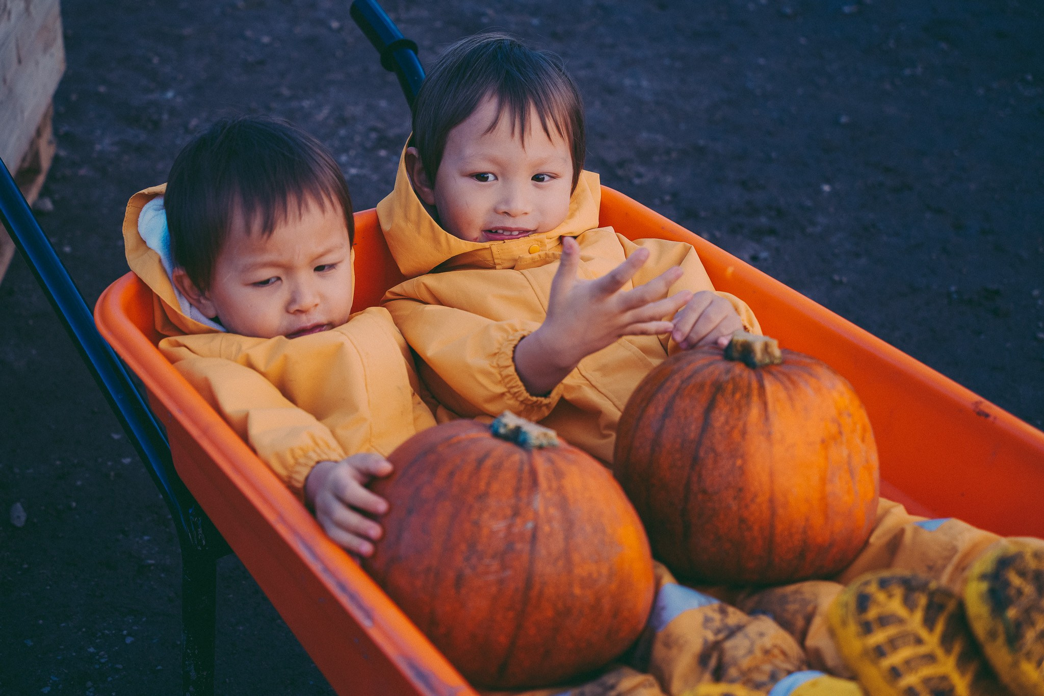 Pumpkins picking photo shoot in Solihull. Creative Family, Brand, Boudoir and Wedding Photographer in Solihull & Birmingham Irina Zoteeva