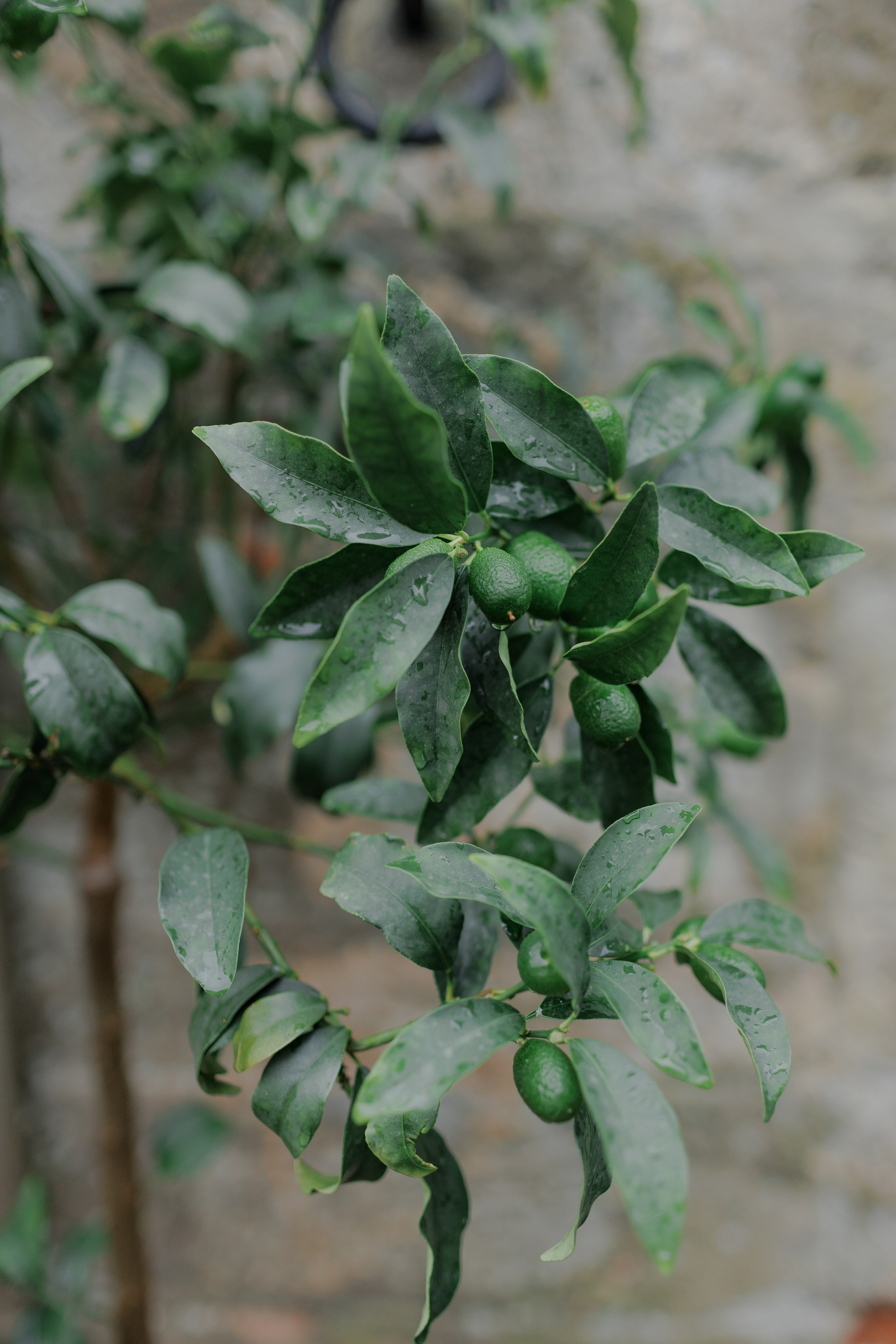Ekateryna&David wedding in Tuscany. Wedding photographer Italy