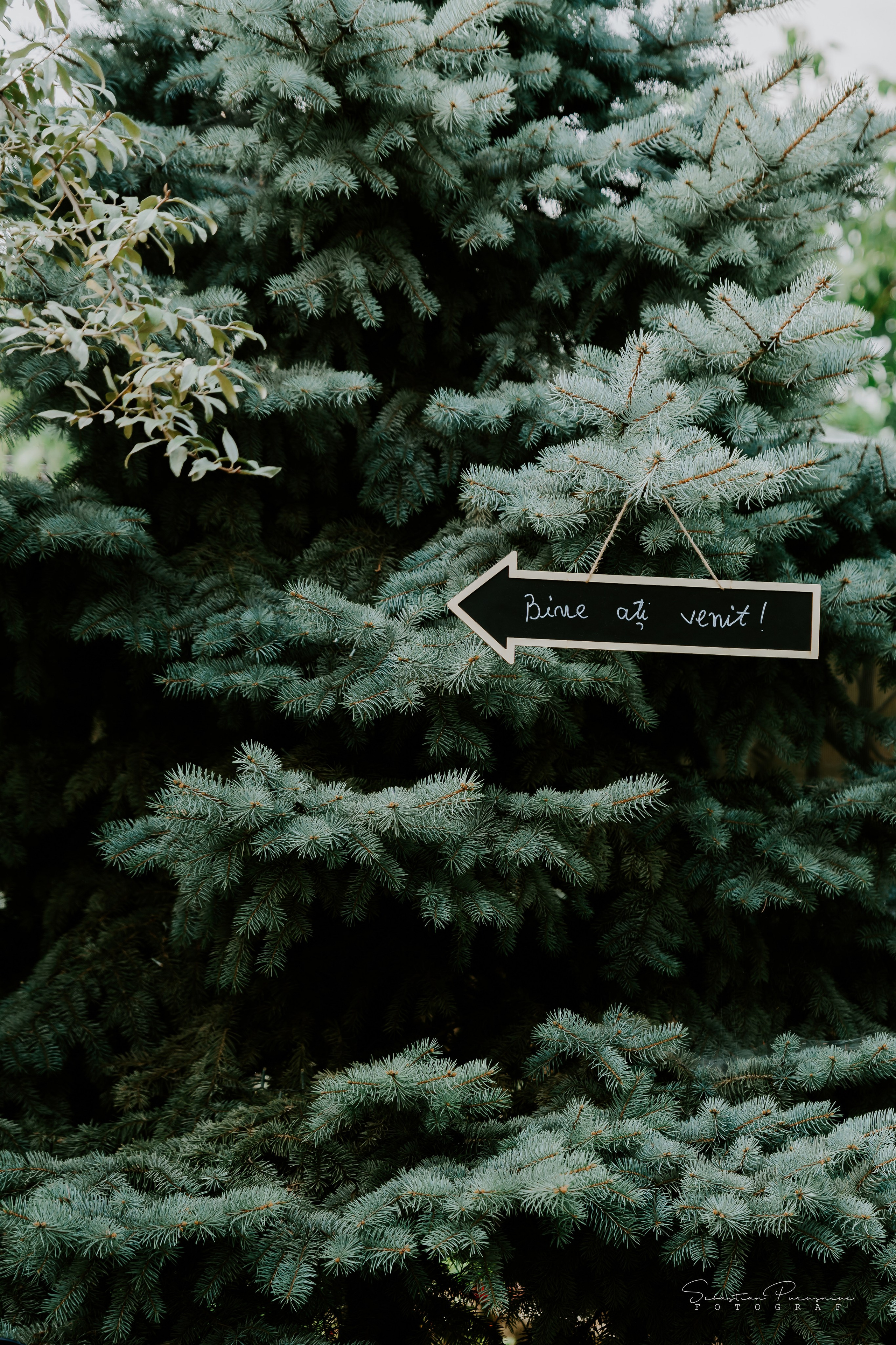 Andreea & Mădălin. Sebastian Purusniuc Fotograf - Iasi