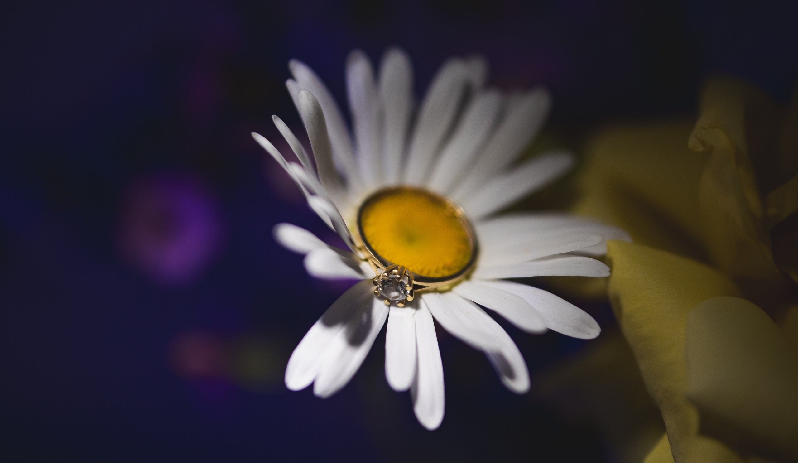 Portofoliu Fotograf Nunta Tulcea — Selectii | Codux. Codux — Fotograf Tulcea | Fotograf Evenimente