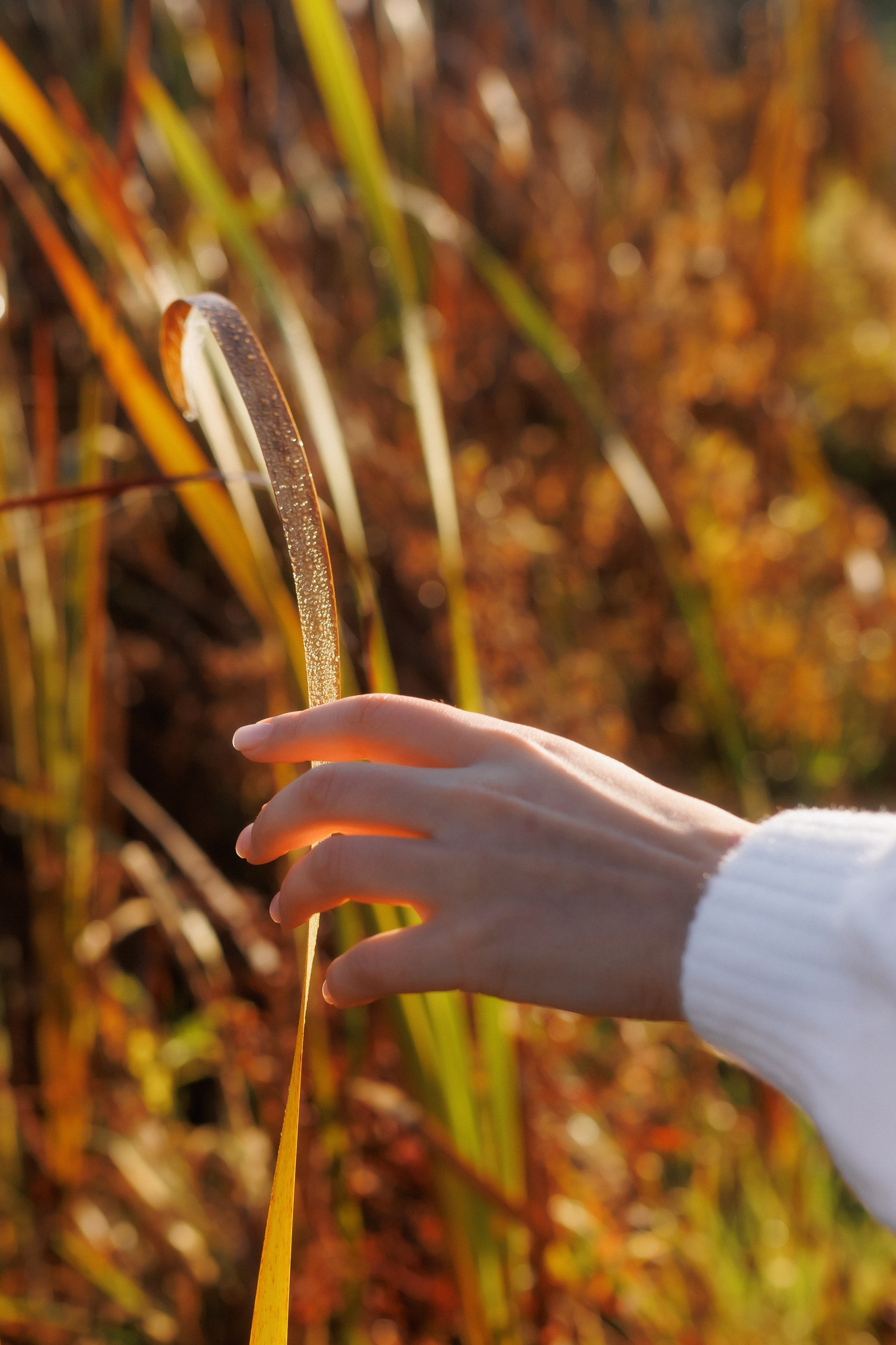 MARIANA — AUTUMN TIME. Fulga Photographer
