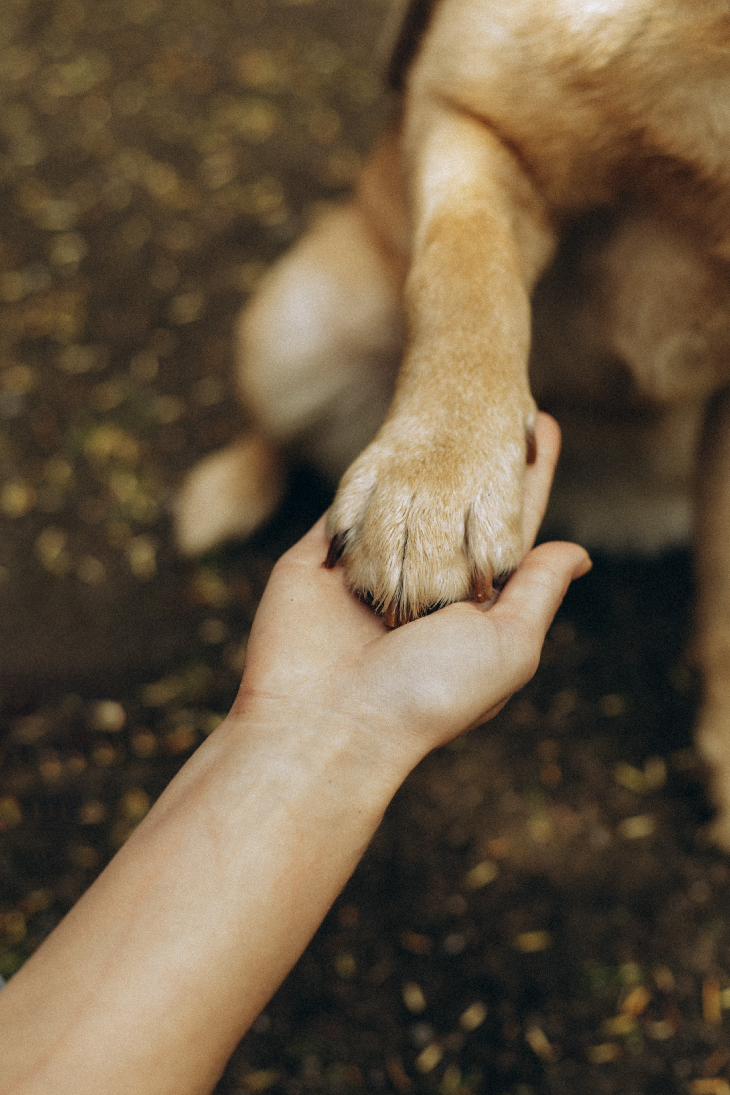 Pets. Photographer Düsseldorf, Cologne, NRW — Kristina Braudo
