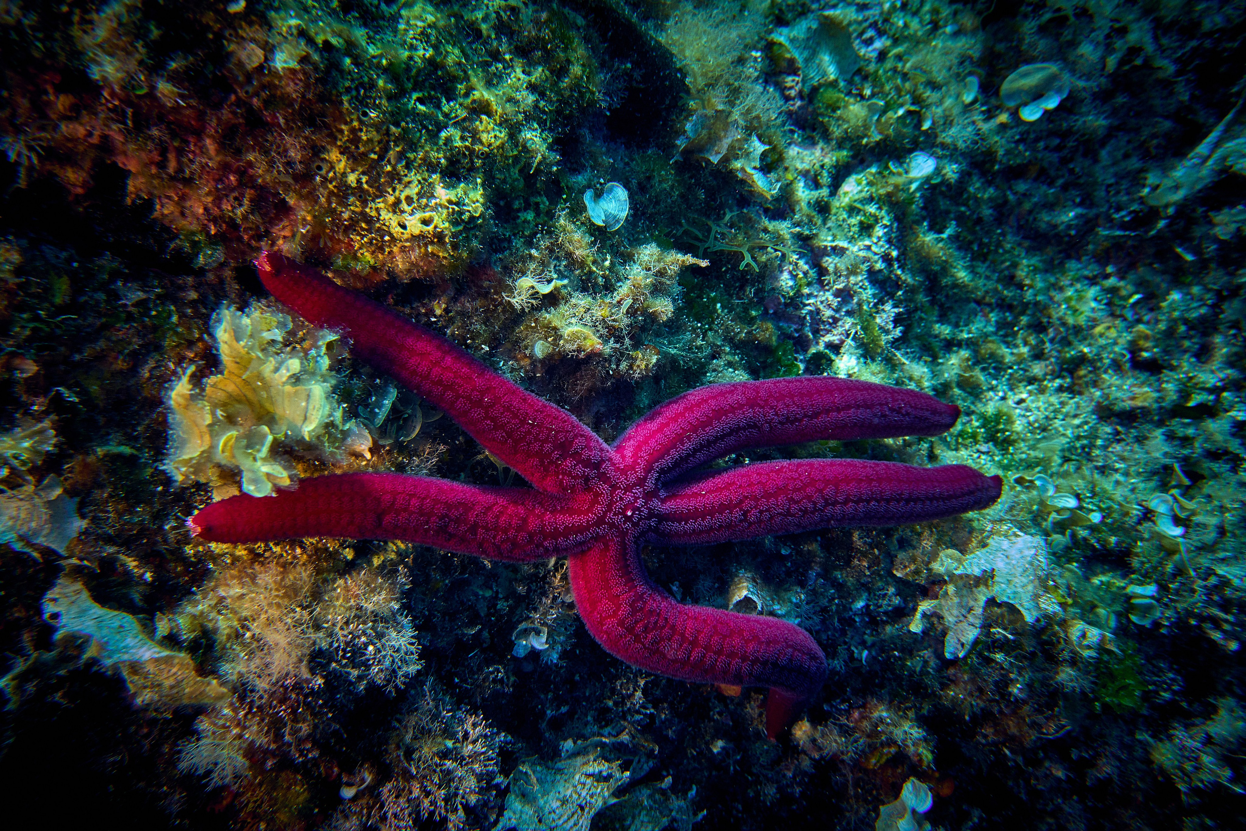 Fotograf podwodny Andriej Szypiłow - Fauna i flora Czerwonego i Adriatyckiego Mórz. Andriej Szypilow - Fotografia & Wideografia