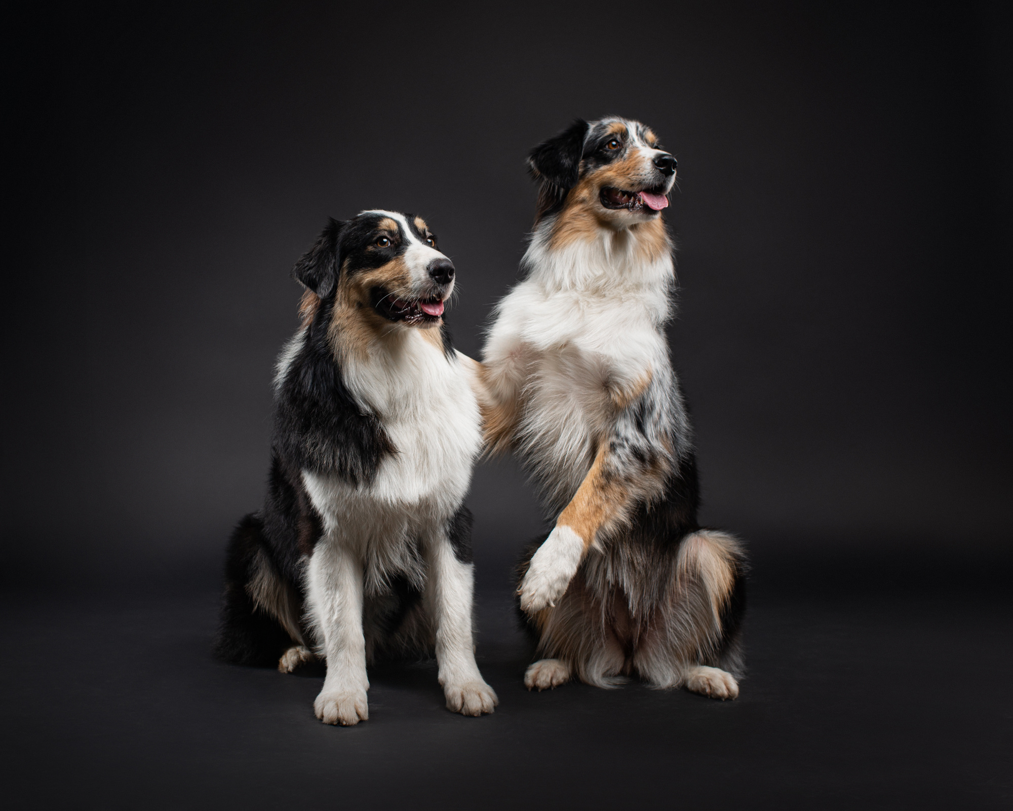 Студийные портреты домашних животных. Фотограф в Белграде Таня Асфирь