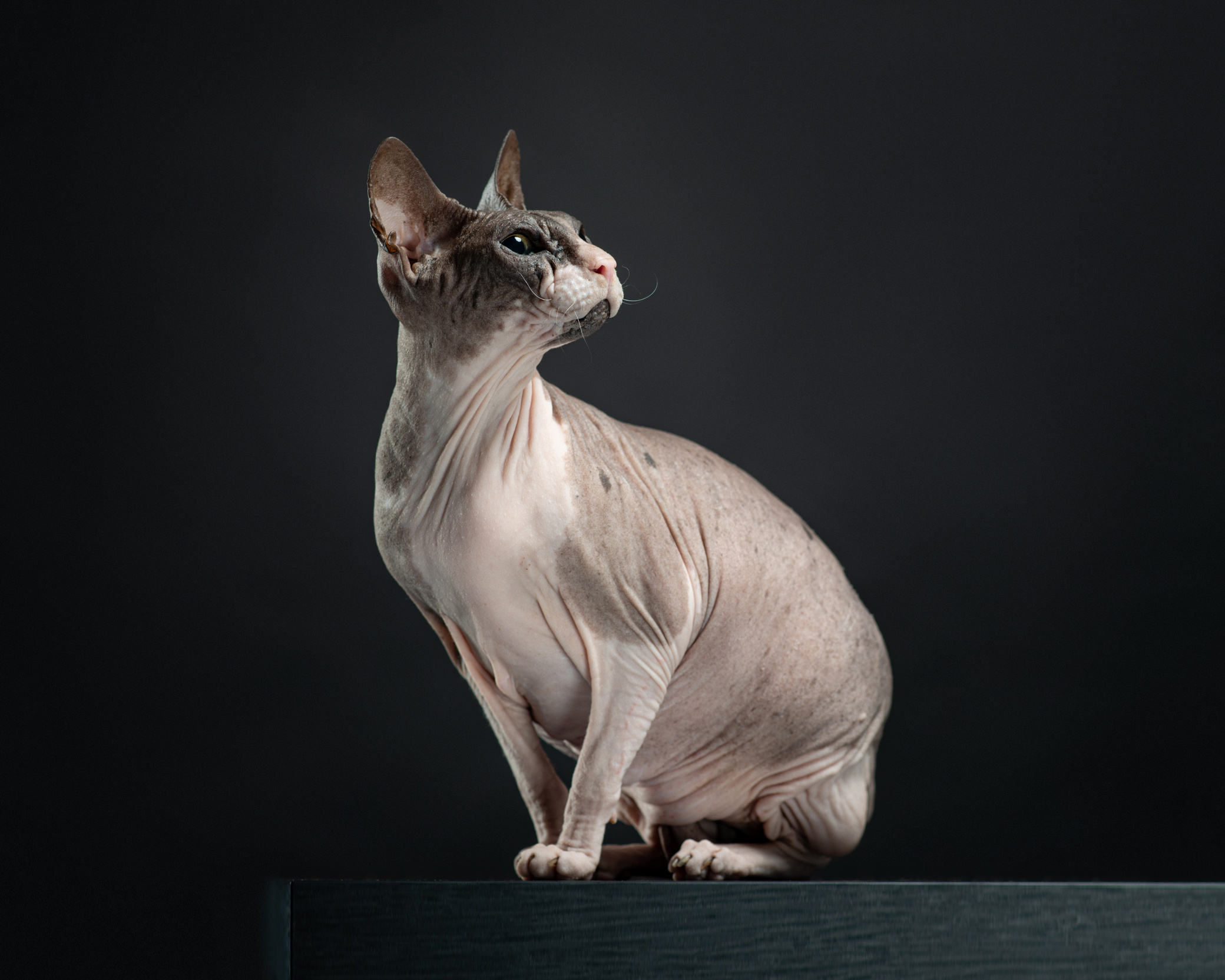 Студийные портреты домашних животных. Фотограф в Белграде Таня Асфирь