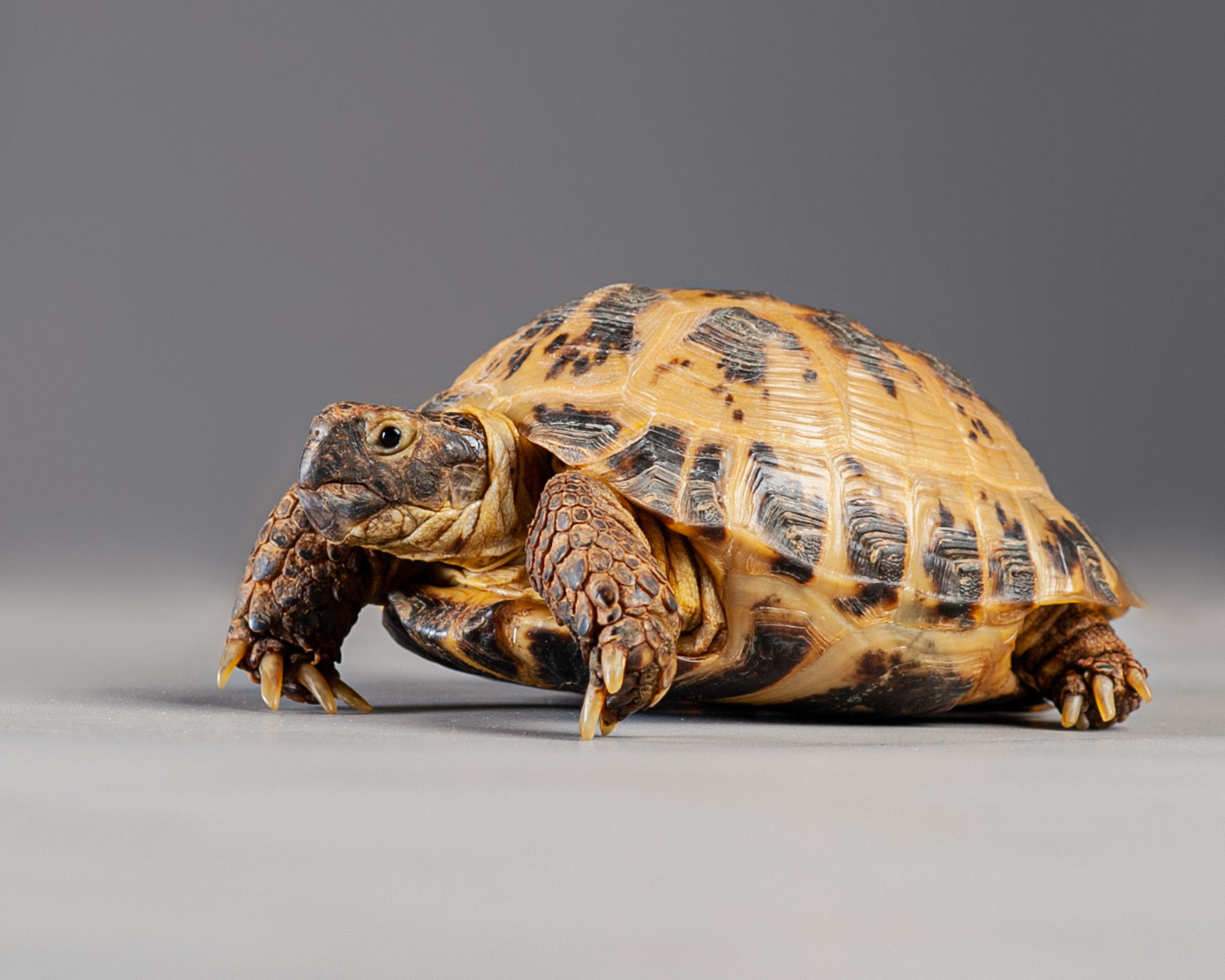 Студийные портреты домашних животных. Фотограф в Белграде Таня Асфирь