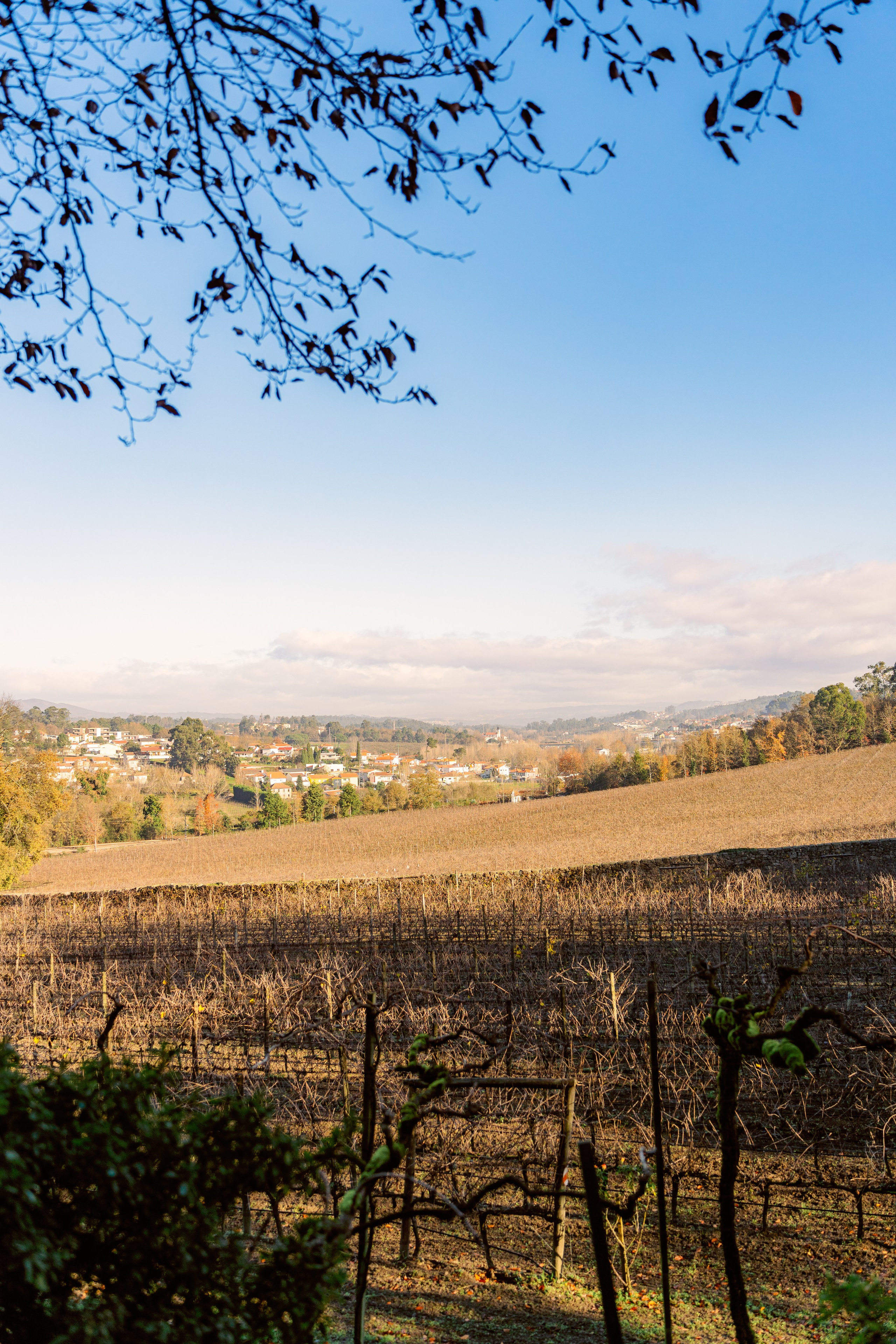 Винью Верде на ½ дня