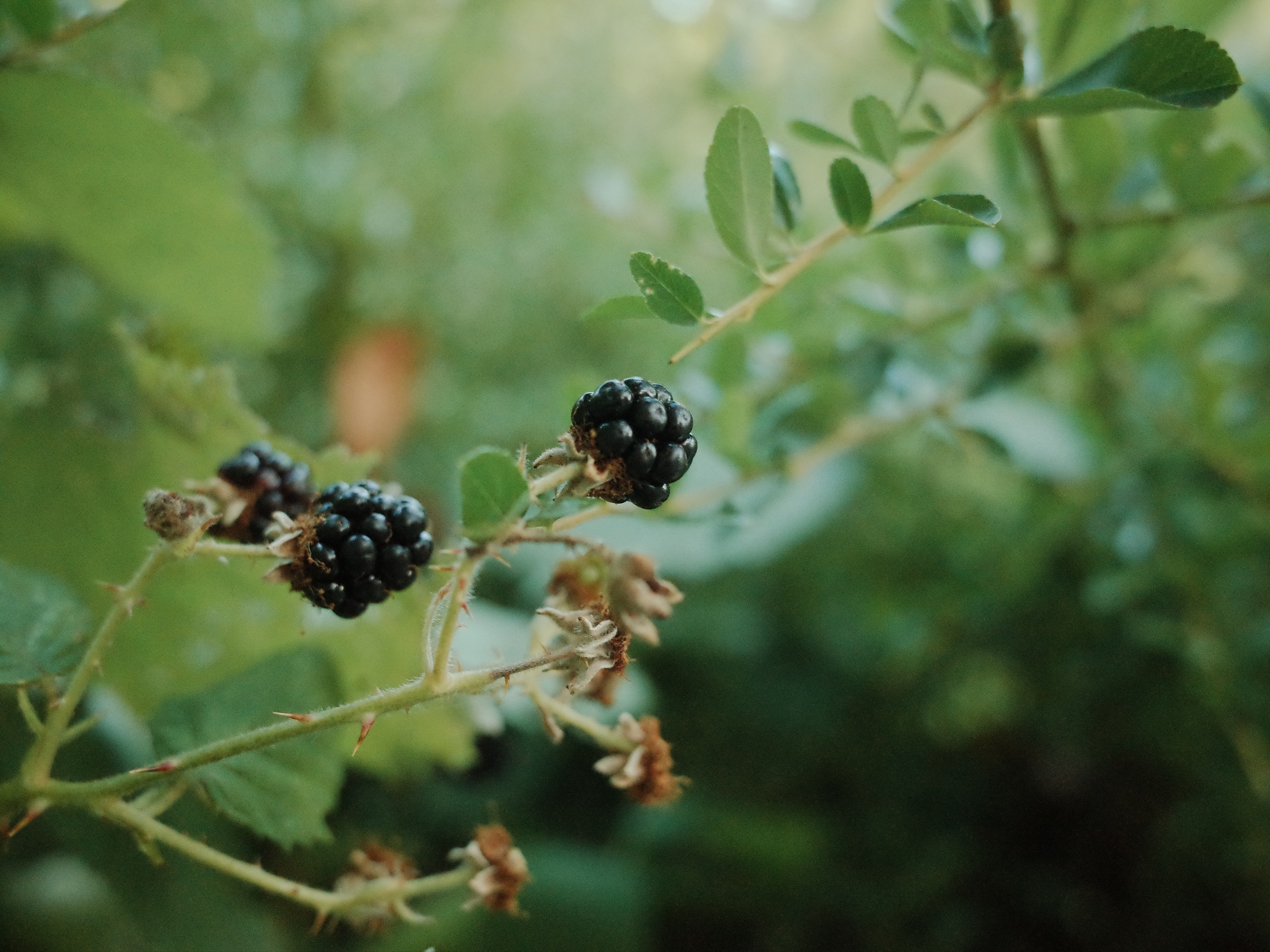 Prints. Victoria Dini. Art photography in London / Folkestone, UK