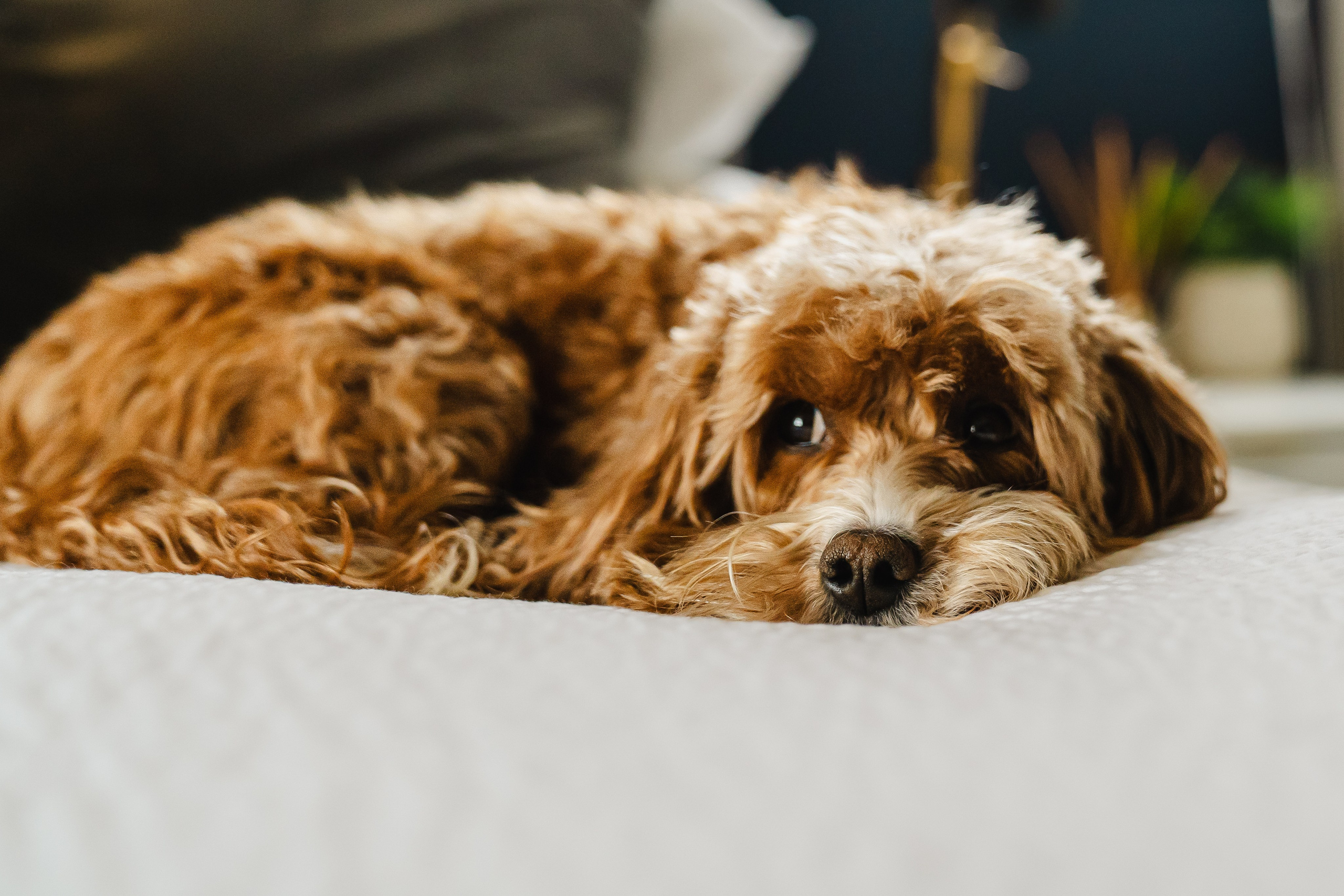 pet lifestyle photography