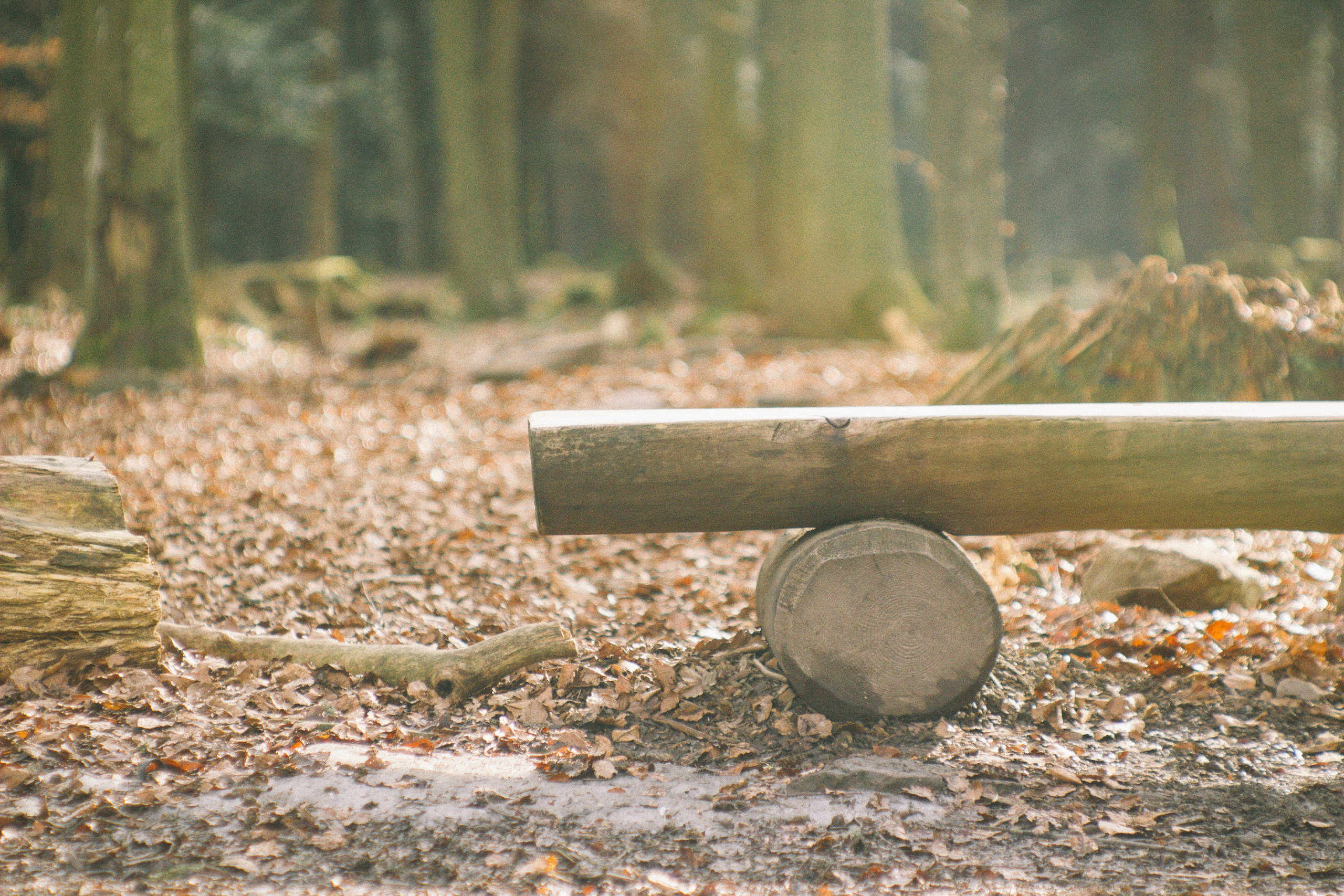 Над вершинами деревьев Baumwipfelpfad. Фотограф в Германии — Мария Чистякова