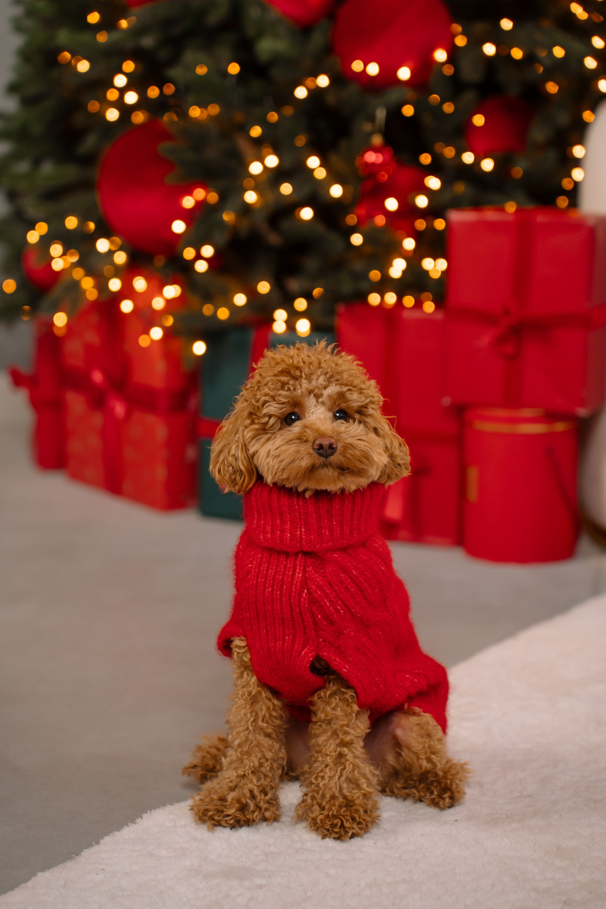 Sesiune foto de Crăciun. Diana Muntean Photography