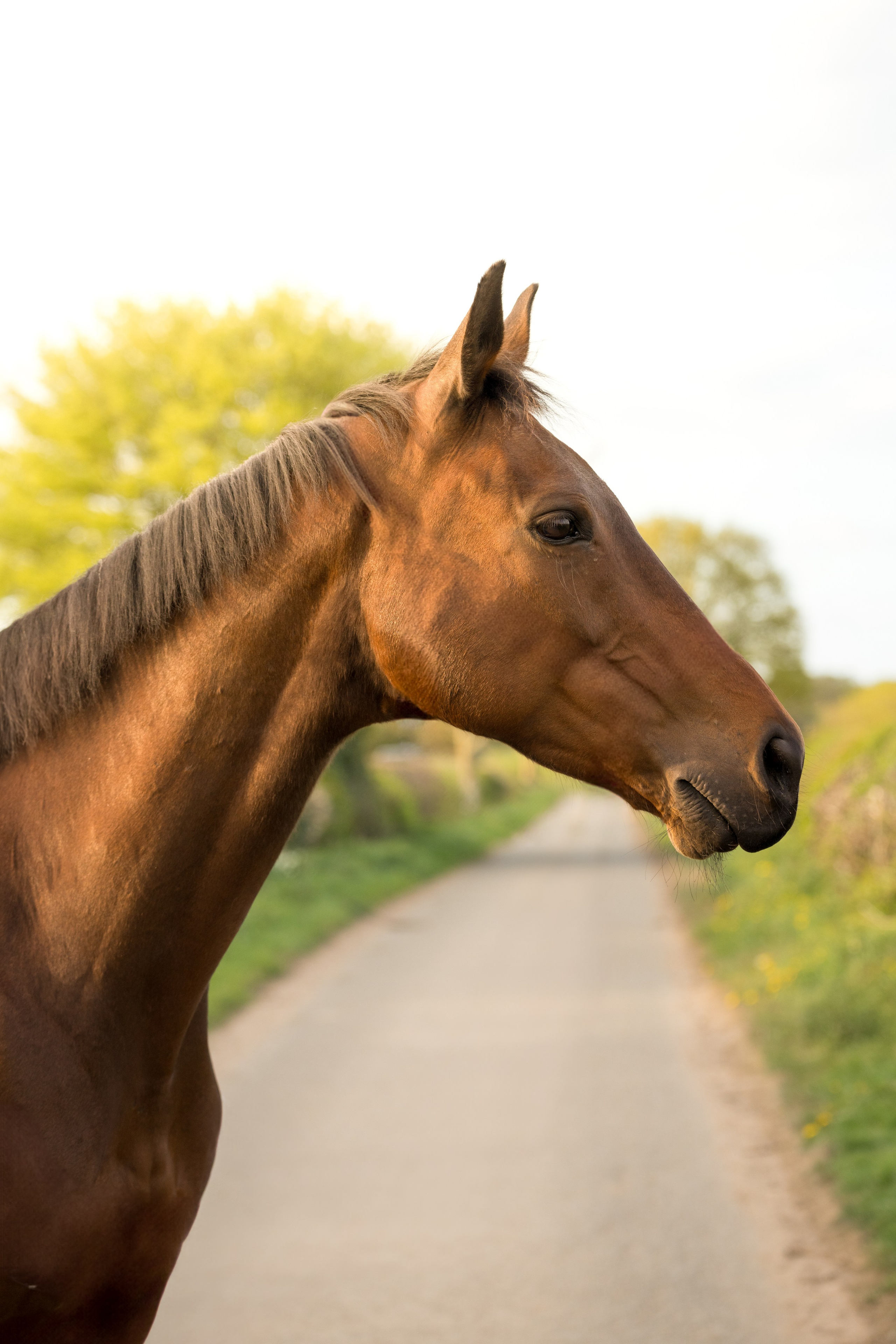 Strong posture of a bay horse standing in an open field during equine shoot