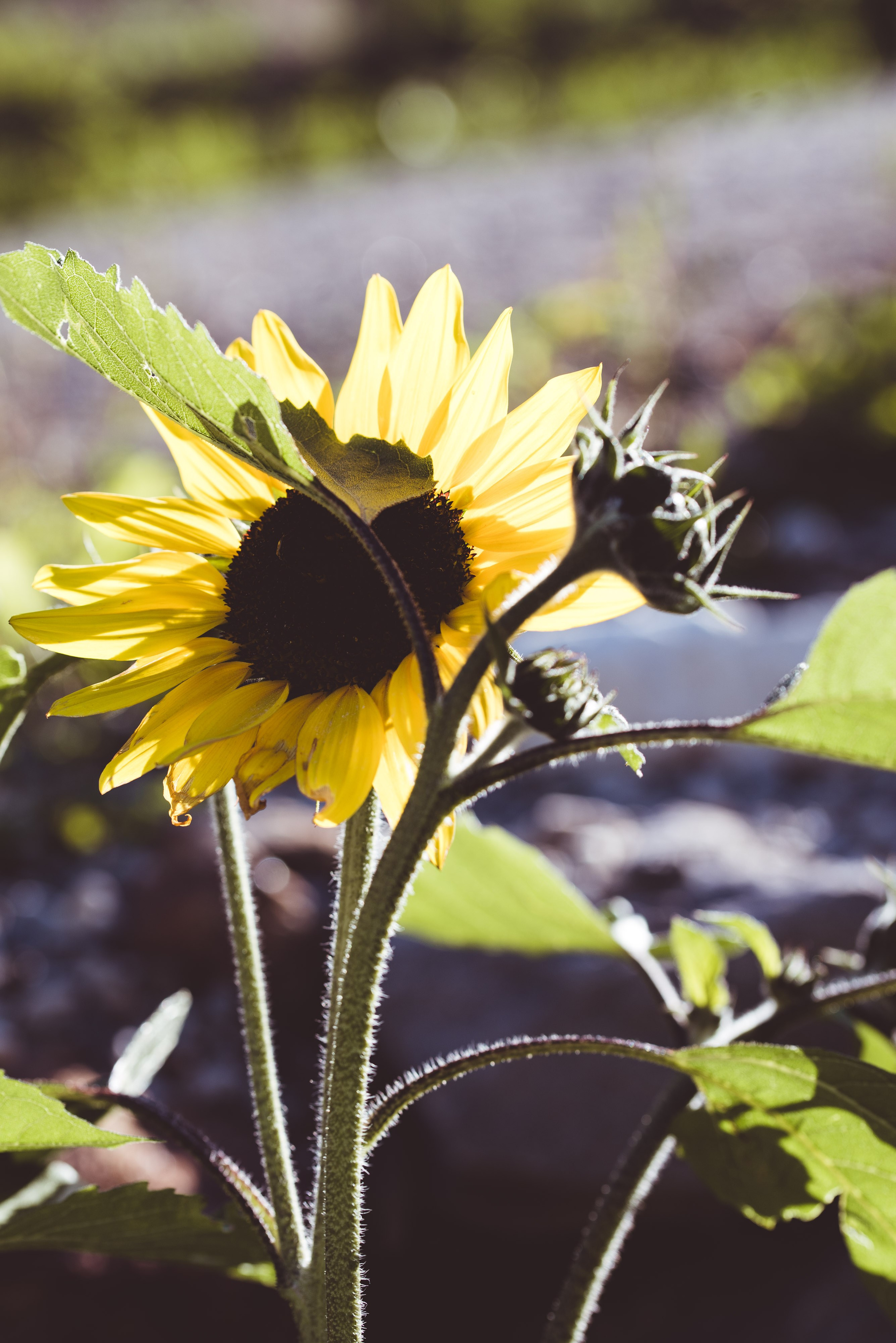 Kräutergarten Wipptal. Familienfotografin aus Sterzing Elena Muehlsteiger