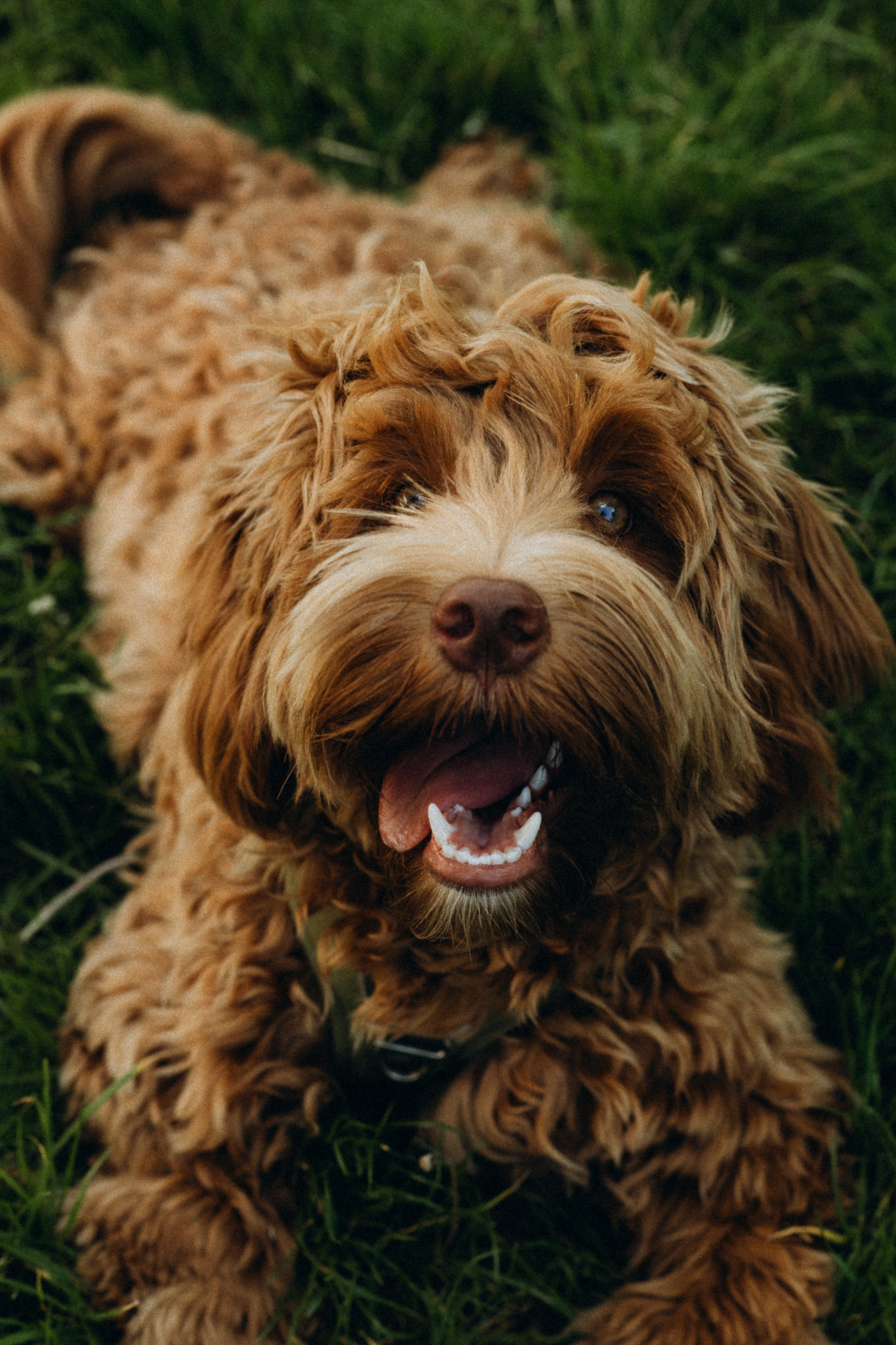 Pets. Photographer Düsseldorf, Cologne, NRW — Kristina Braudo