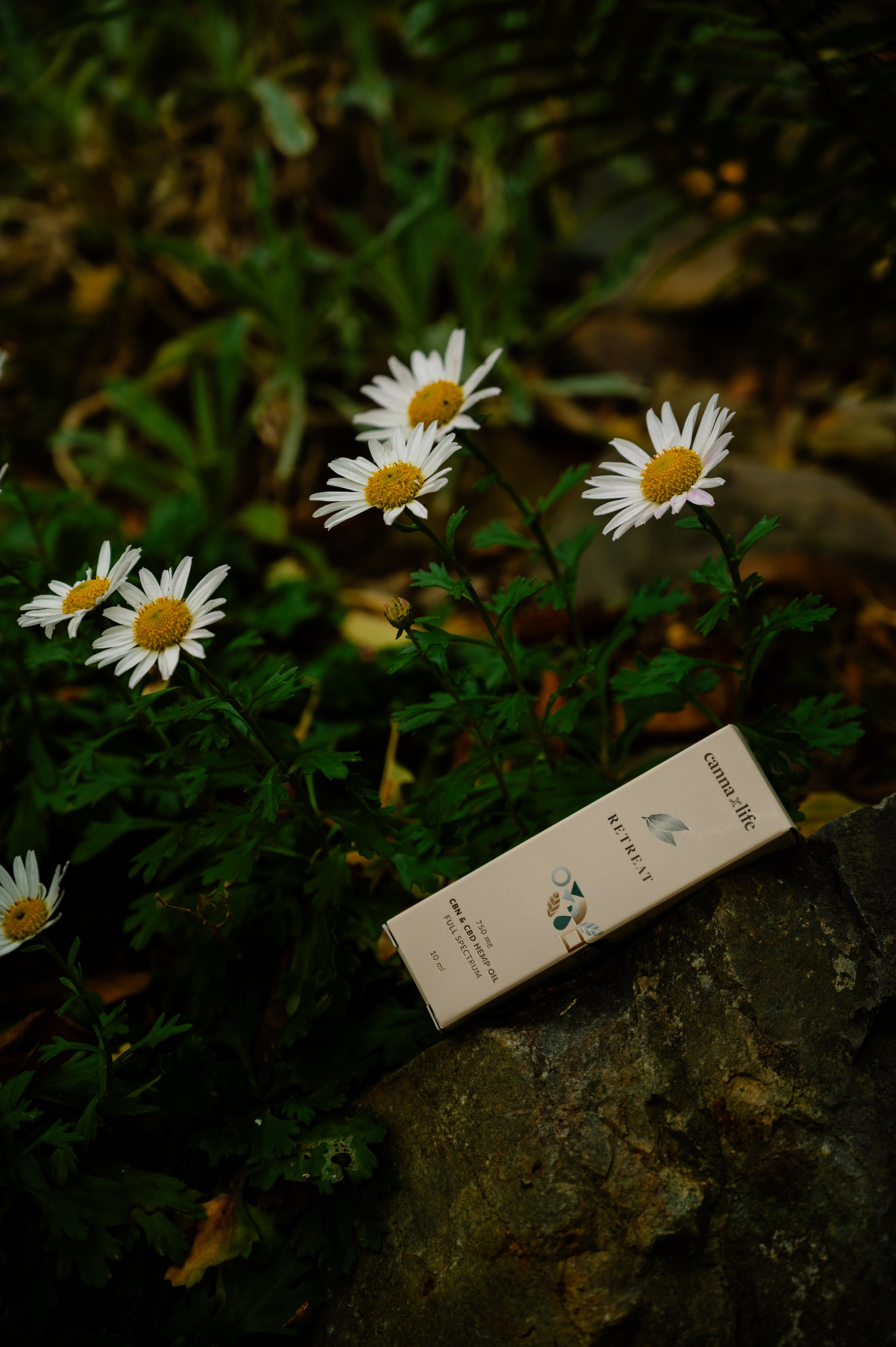 CannaXlife CBD products. ANNA-MARIA PHOTO CONTENT CREATOR — фотограф, естет, художник і візуальний експерт Instagram у Празі