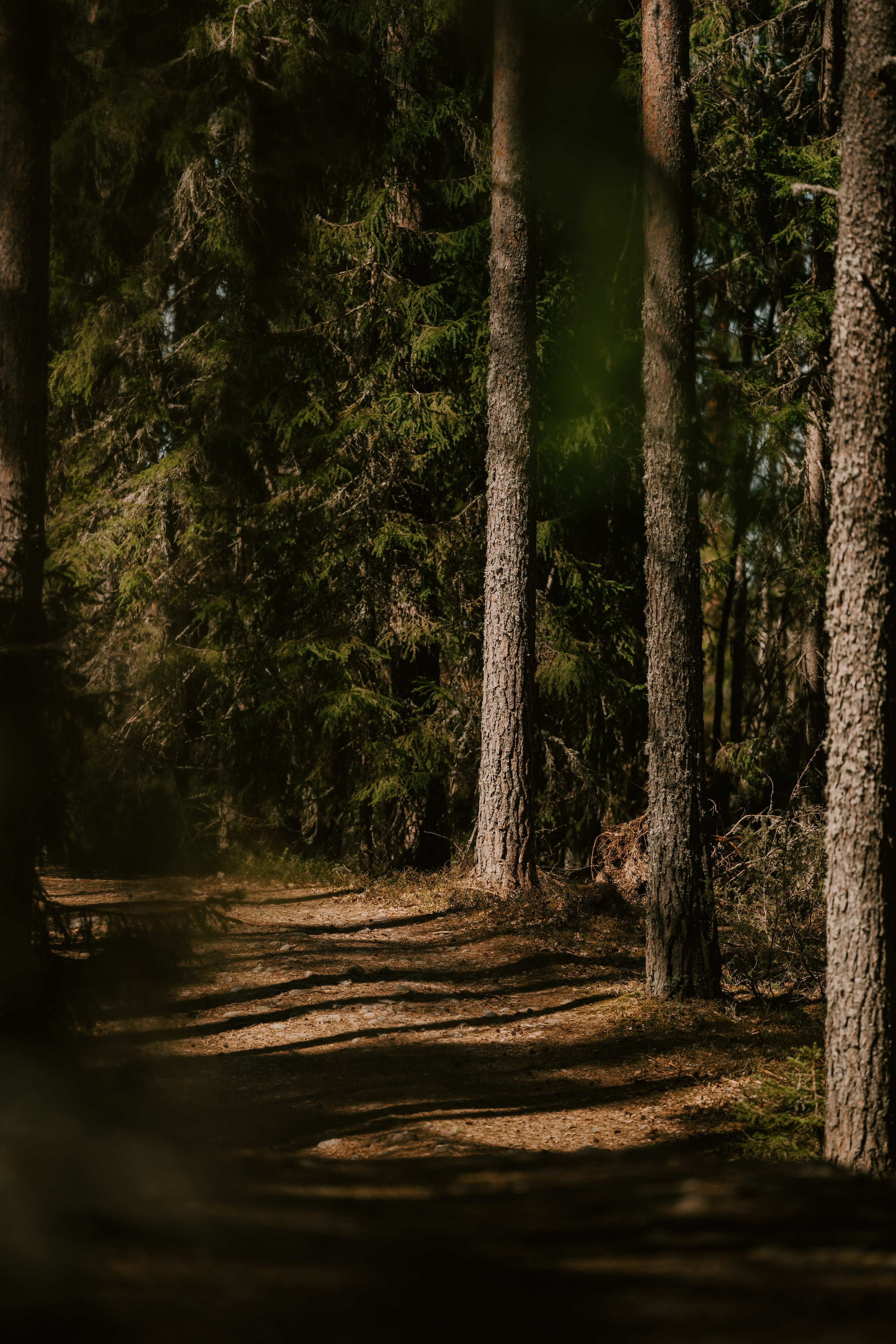 Gallery. Natasha Shakh