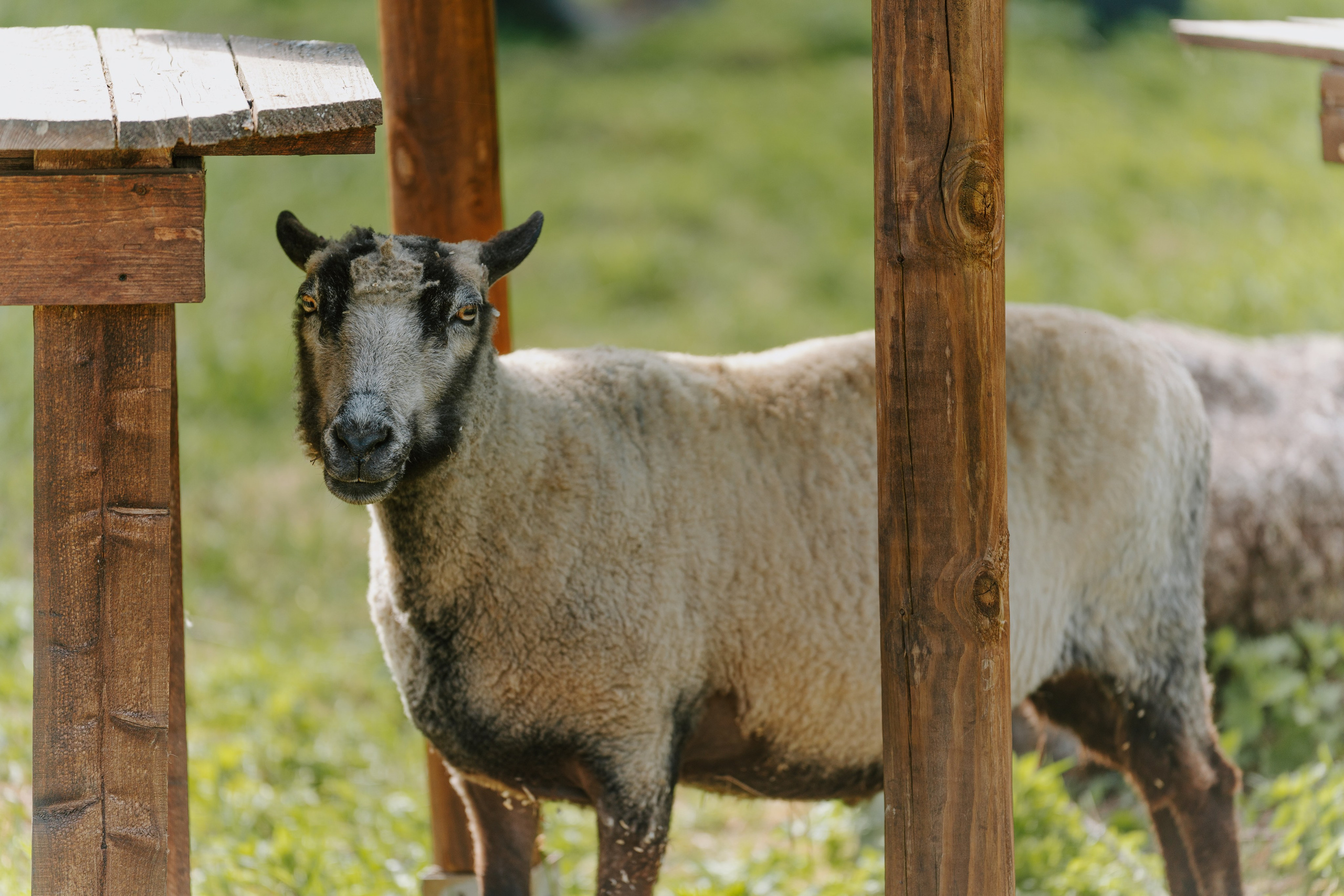 Sinkkolan kotieläinpiha