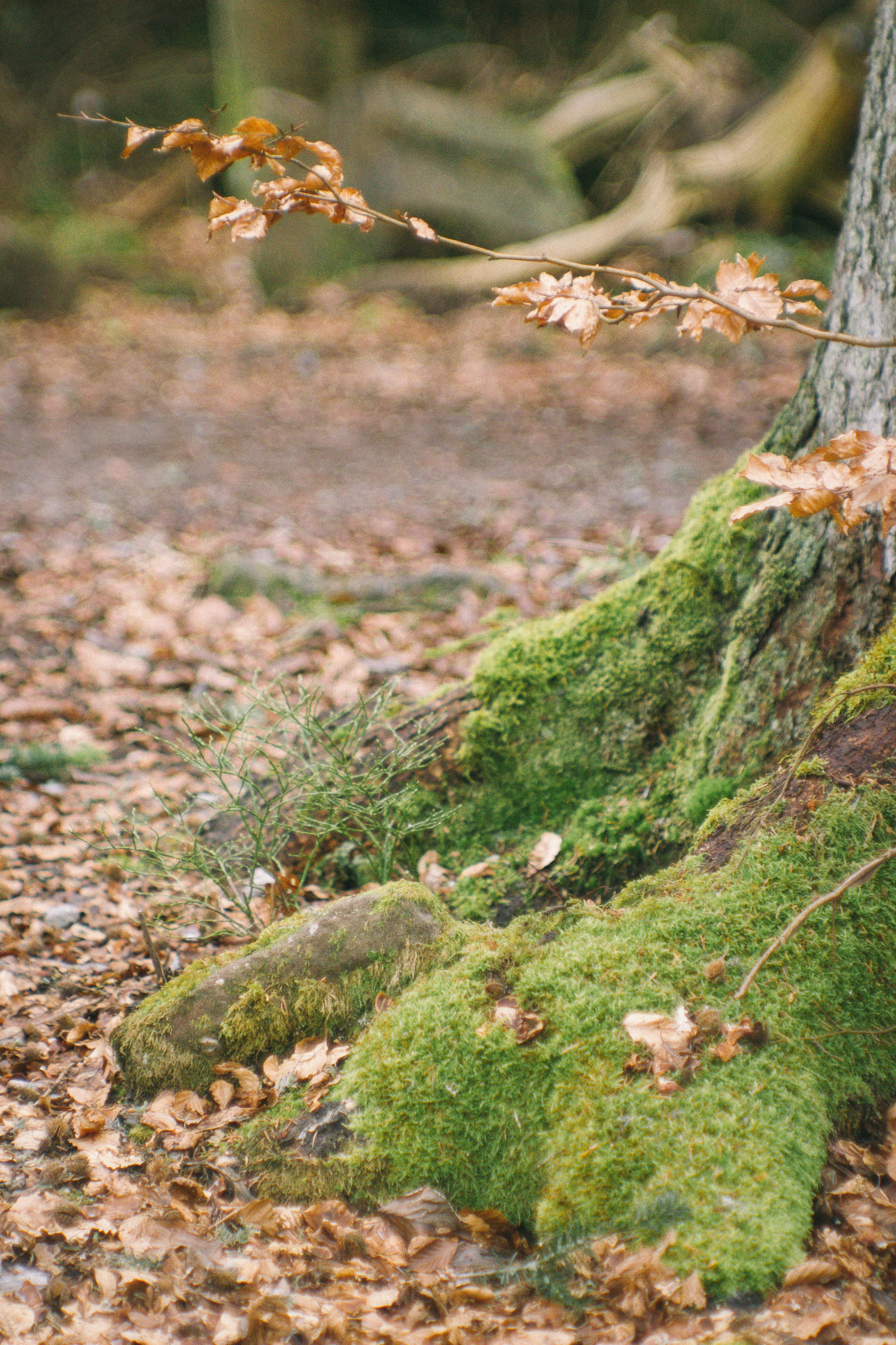 Над вершинами деревьев Baumwipfelpfad. Фотограф в Германии — Мария Чистякова