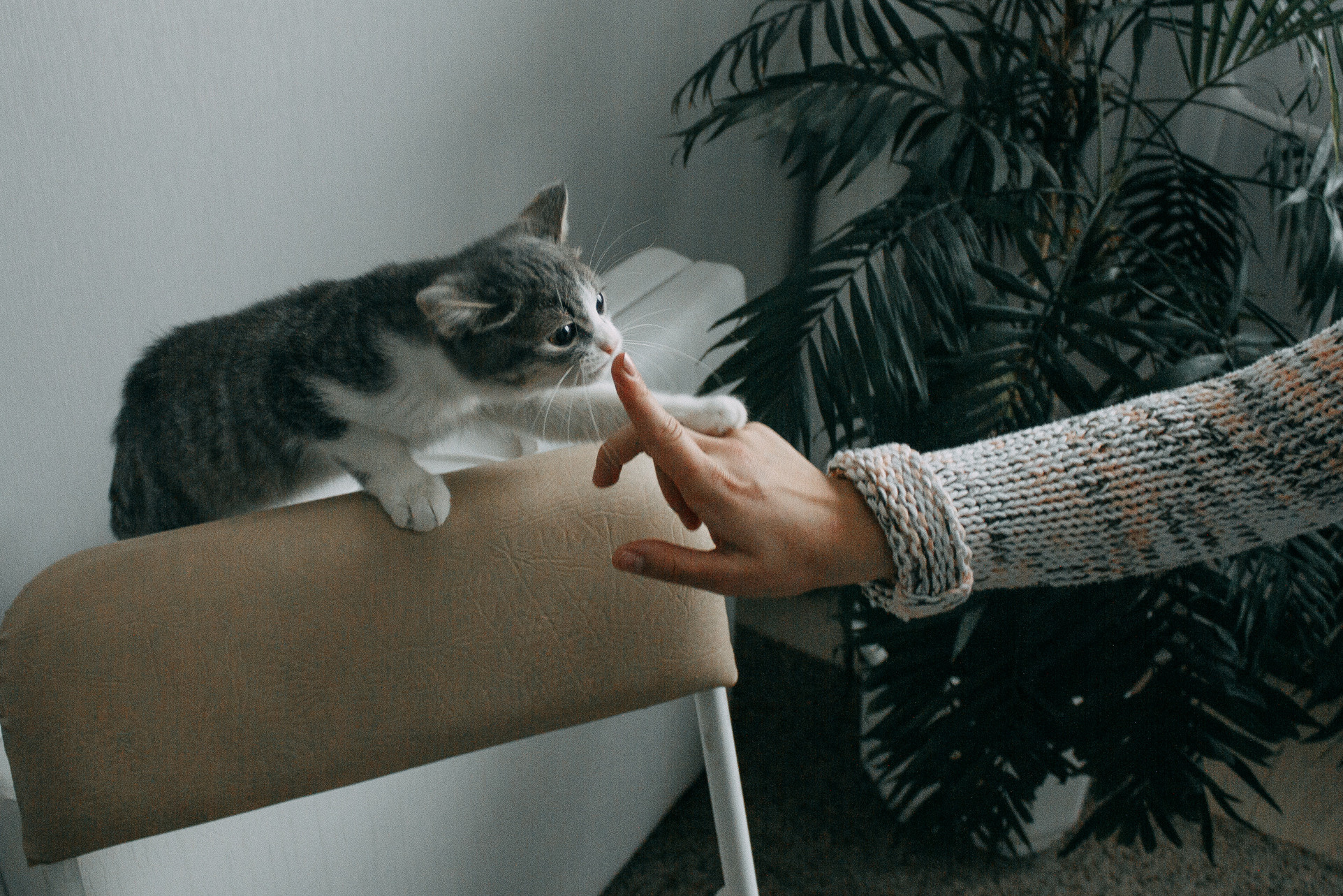 Anya and Cat. Wedding and portrait photographer in Beograd Ekaterina Makedonskaya