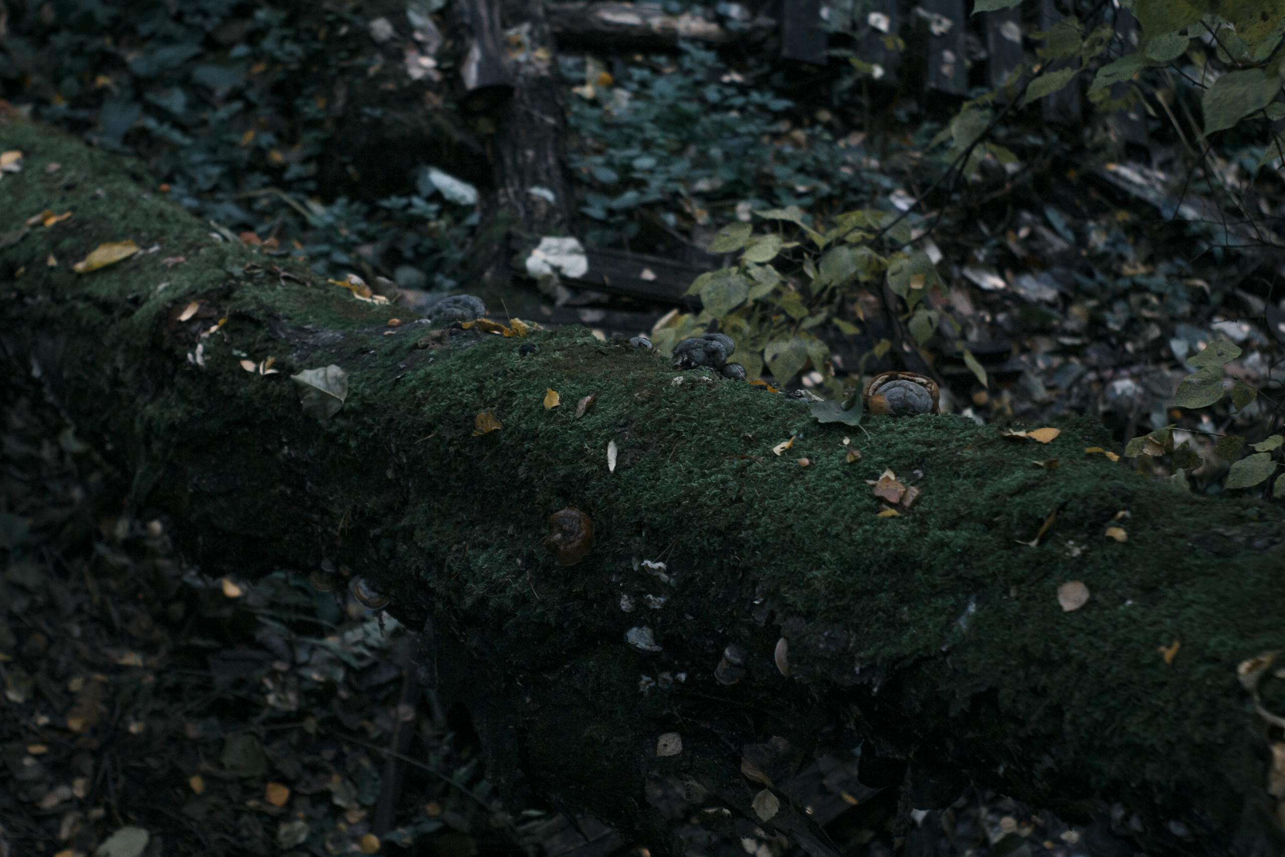 Владислав. Свадебный и портретный фотограф в Белграде Екатерина Македонская