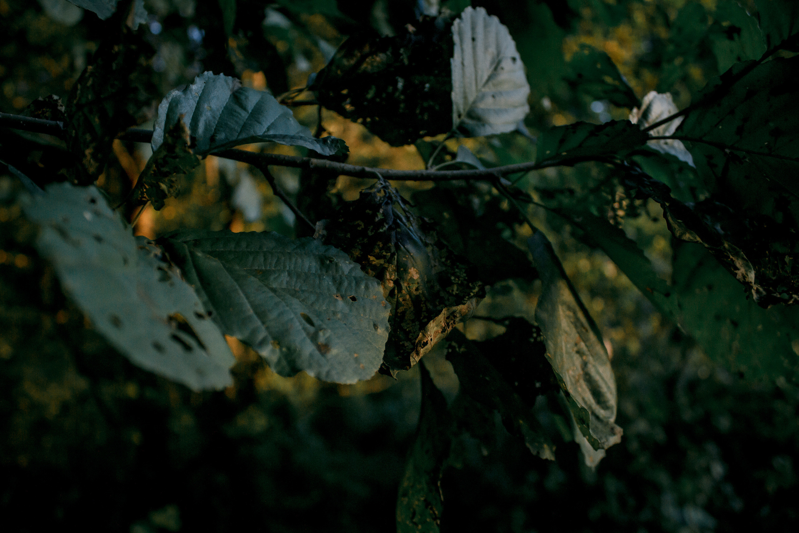 Владислав. Свадебный и портретный фотограф в Белграде Екатерина Македонская