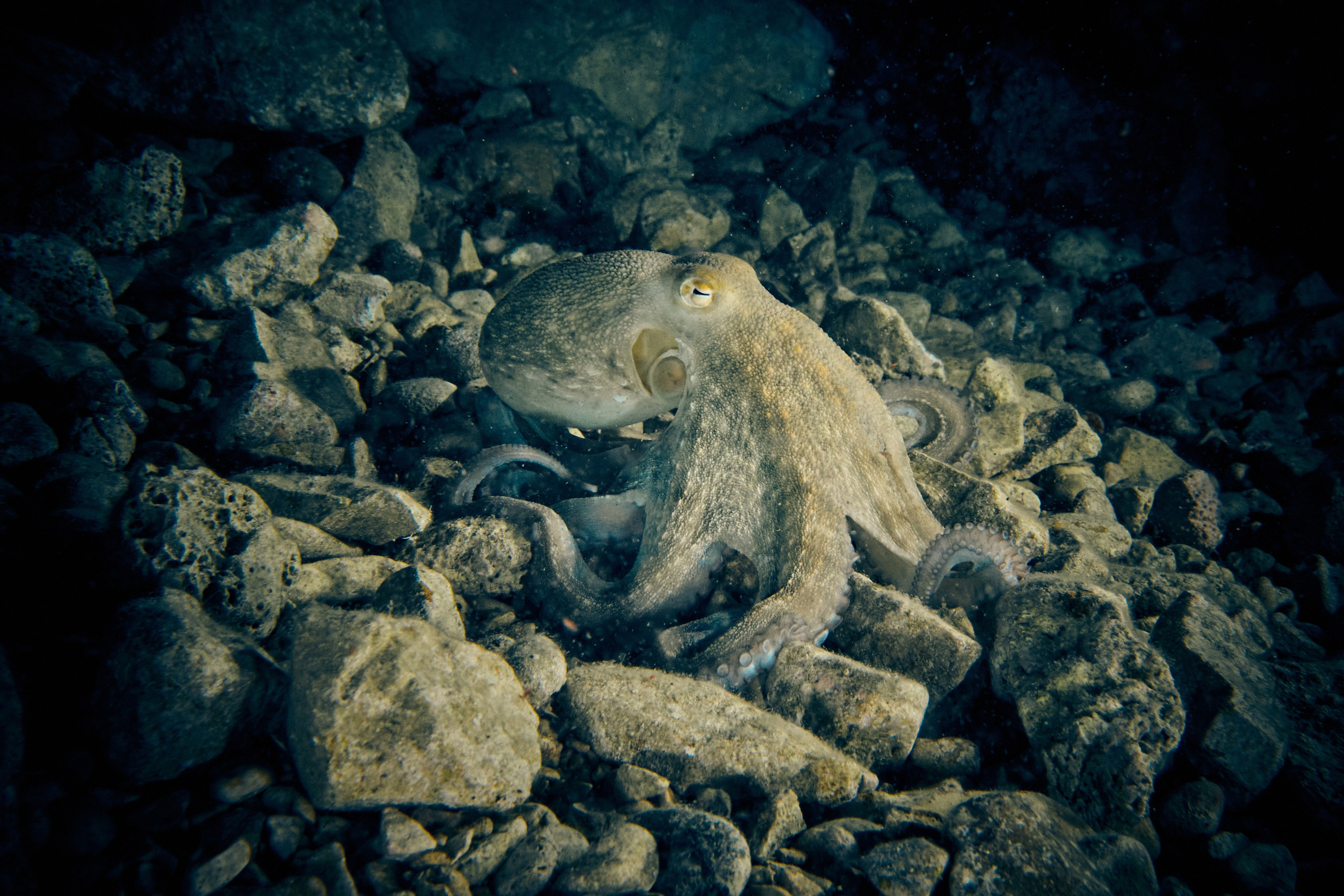 Fotograf podwodny Andriej Szypiłow - Fauna i flora Czerwonego i Adriatyckiego Mórz. Andriej Szypilow - Fotografia & Wideografia