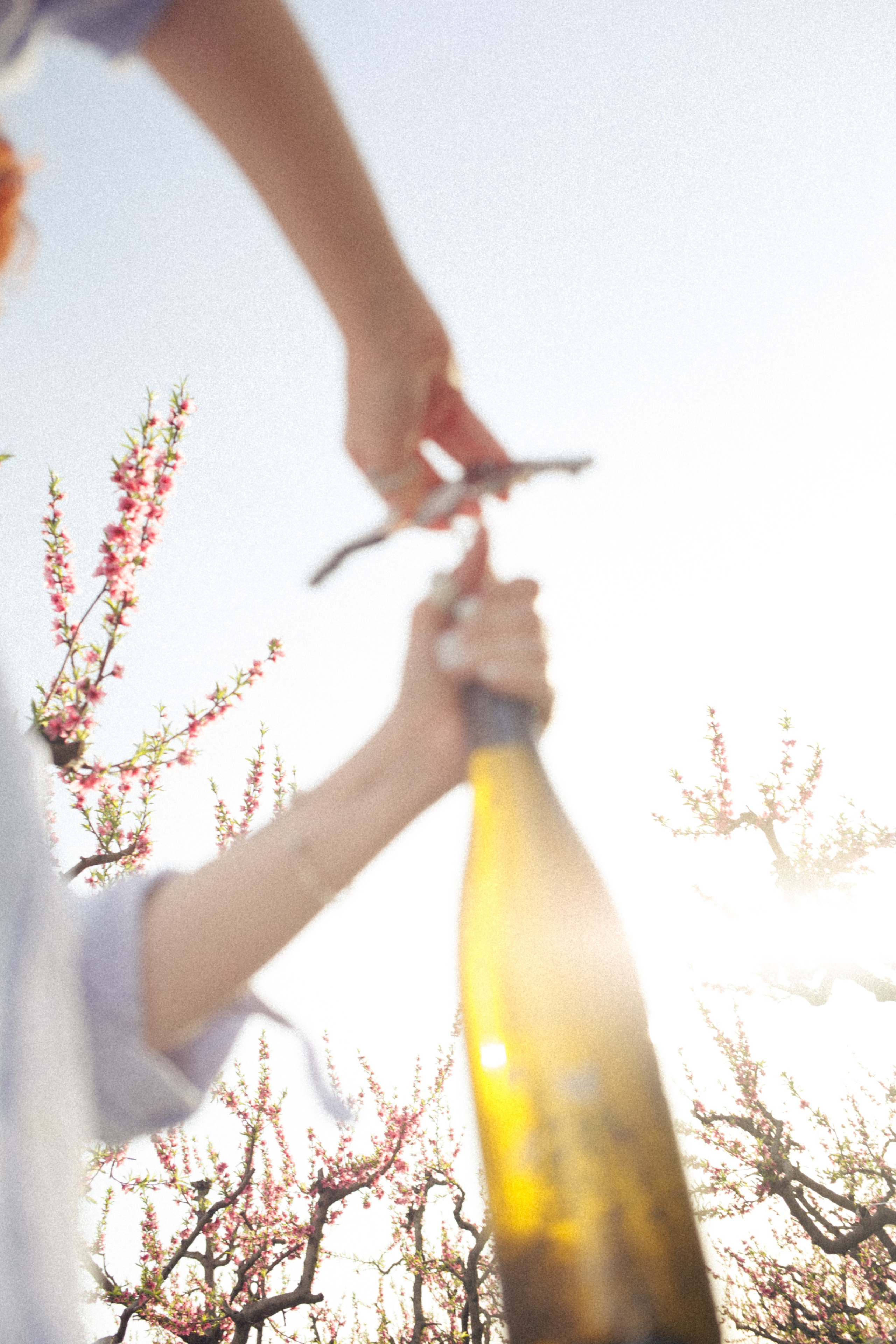 A white wine that captures the essence of sunny days and scented gardens
