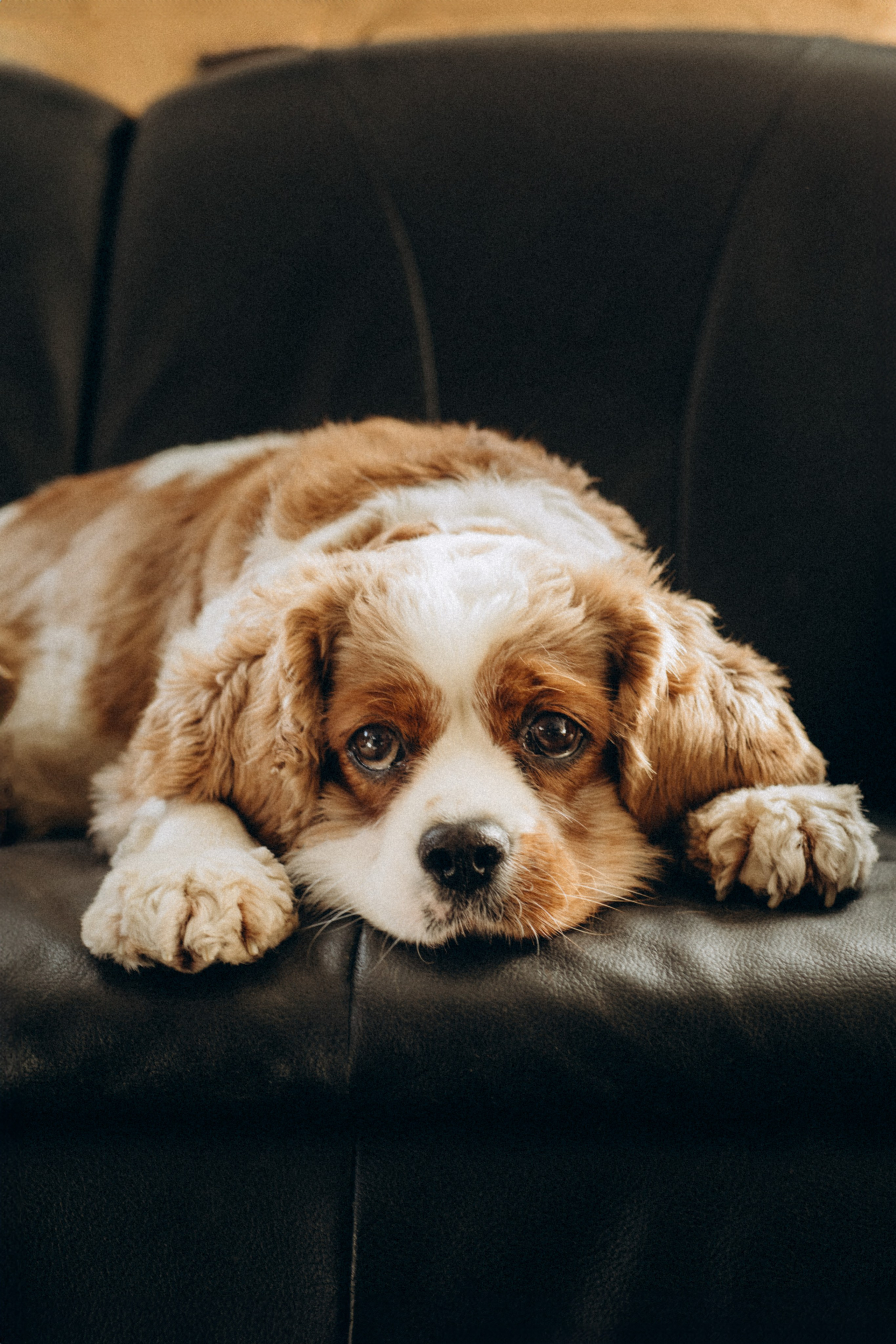 Pets. Photographer Düsseldorf, Cologne, NRW — Kristina Braudo