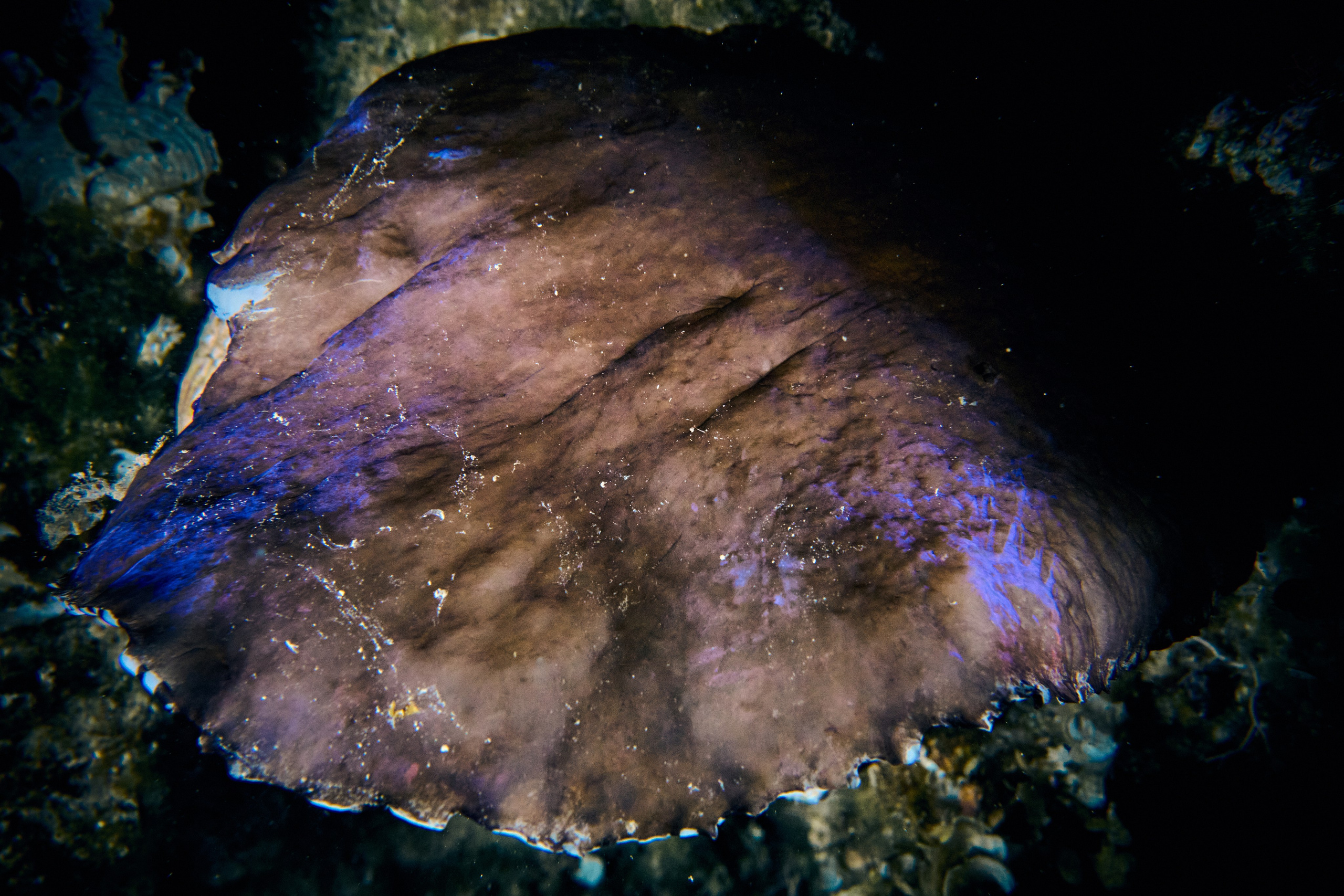 Fotograf podwodny Andriej Szypiłow - Fauna i flora Czerwonego i Adriatyckiego Mórz. Andriej Szypilow - Fotografia & Wideografia