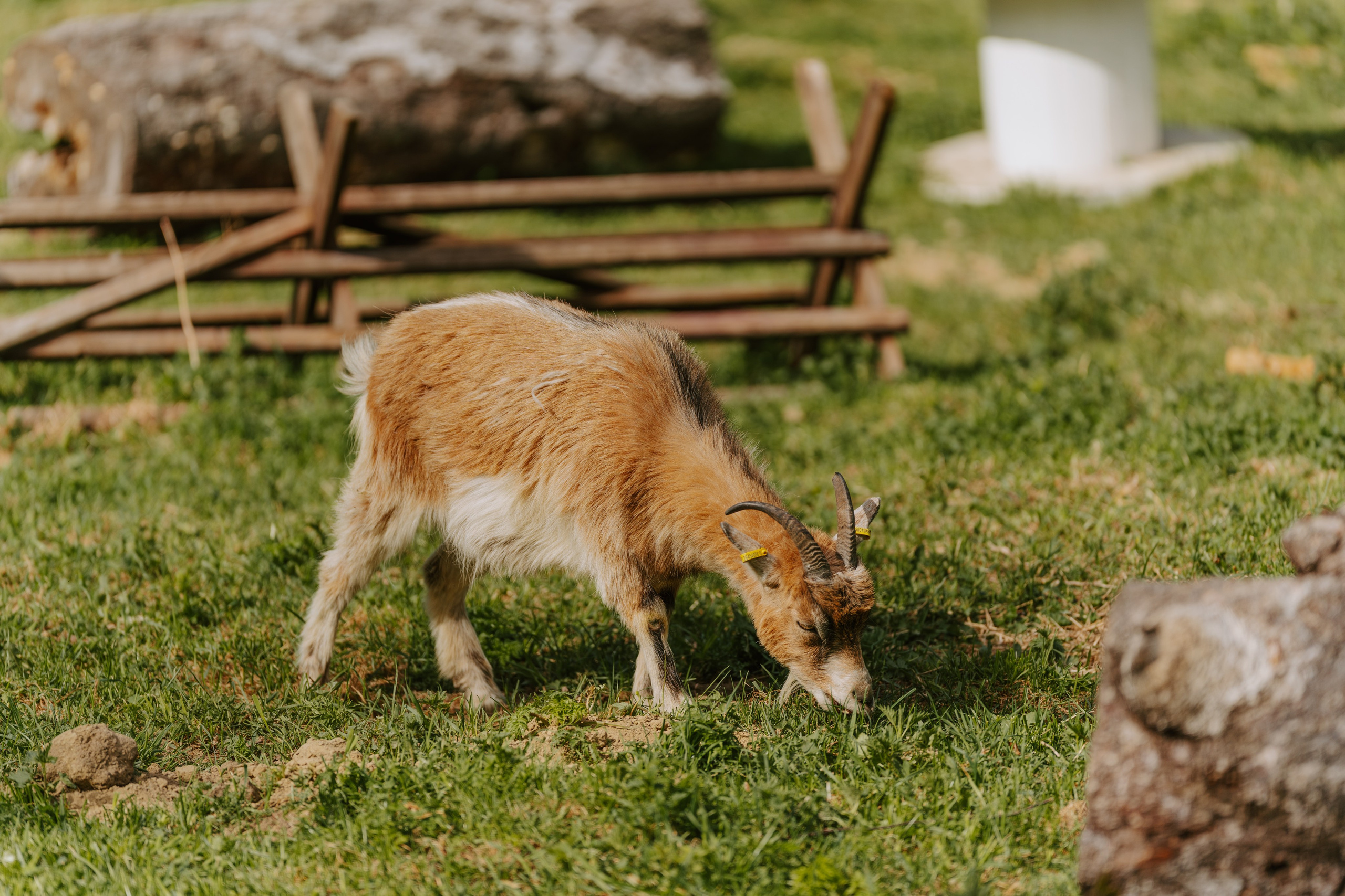 Sinkkolan kotieläinpiha