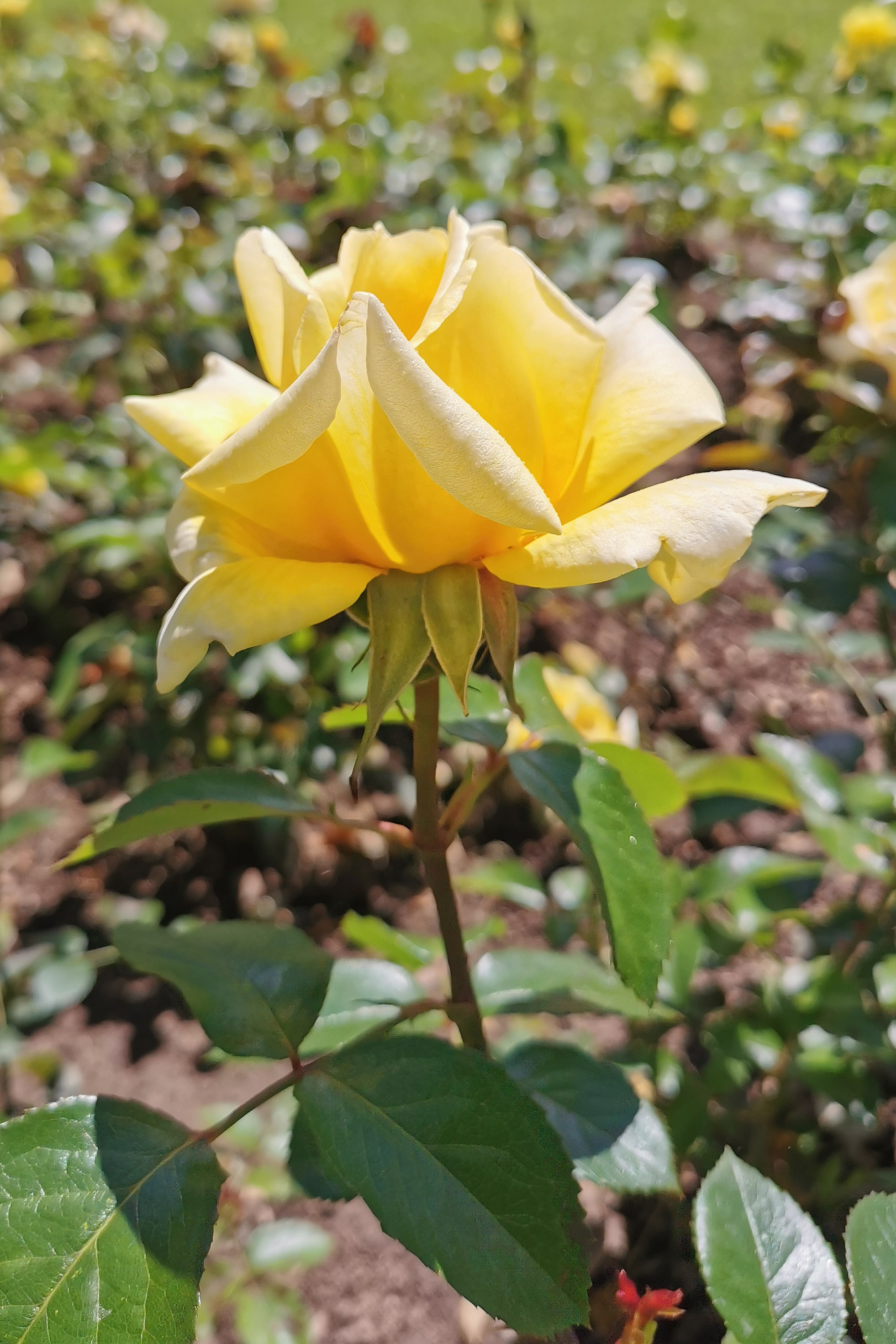 Бад Киссинген. Elina Reisen. Туристическое агентство в Аугсбурге