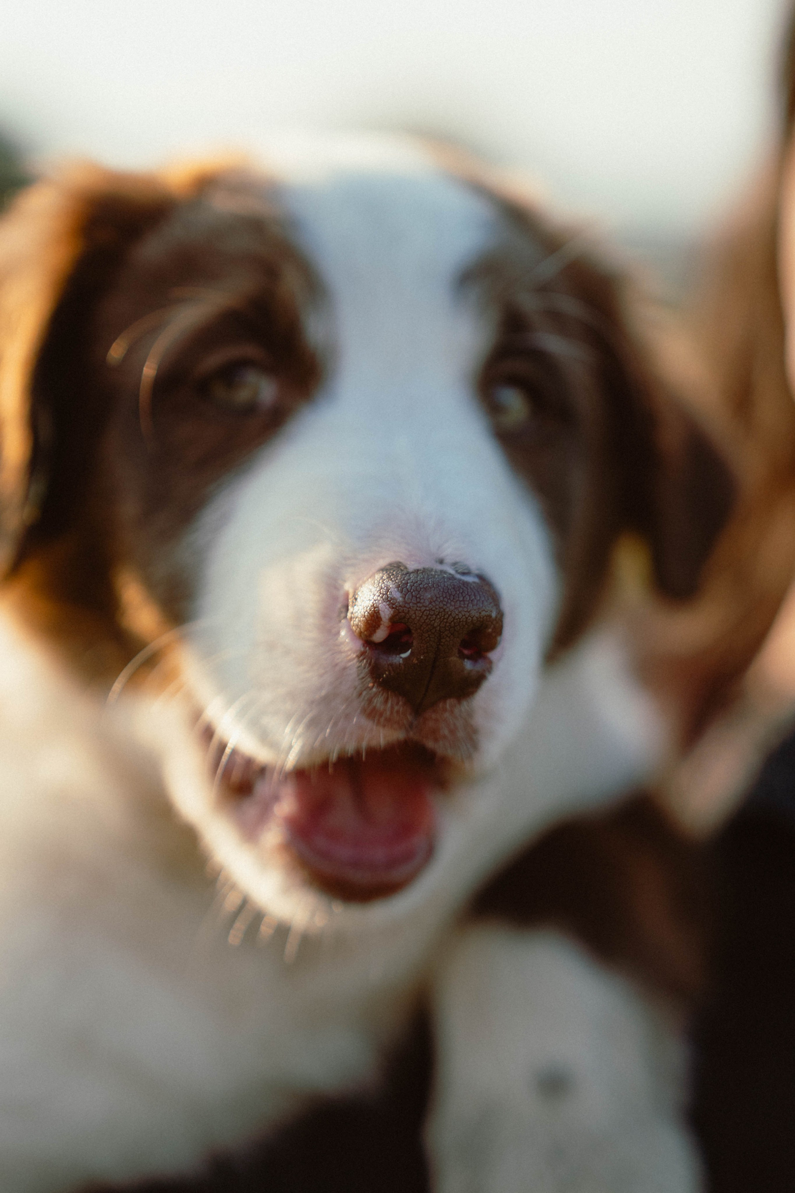 Victoria & Mehdi. Weeding photographer / event / portrait
