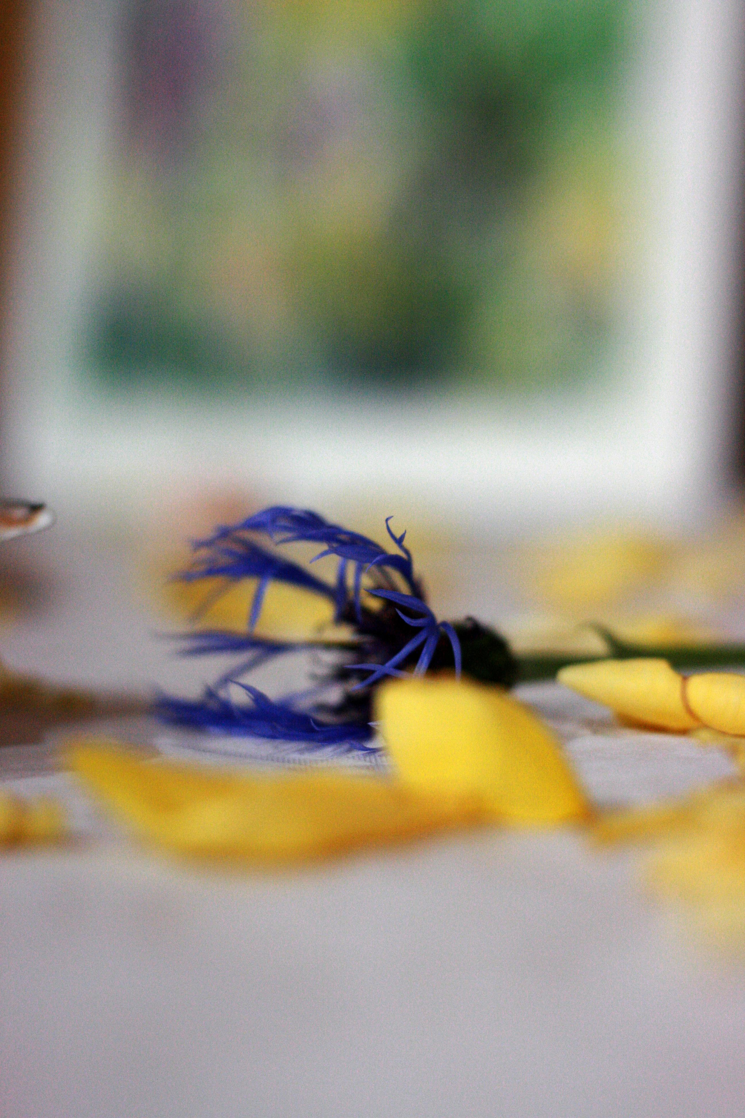 NATURE MORTE et VIVANTE. Natalia Bogdanovska. Films et photographie corporate en France