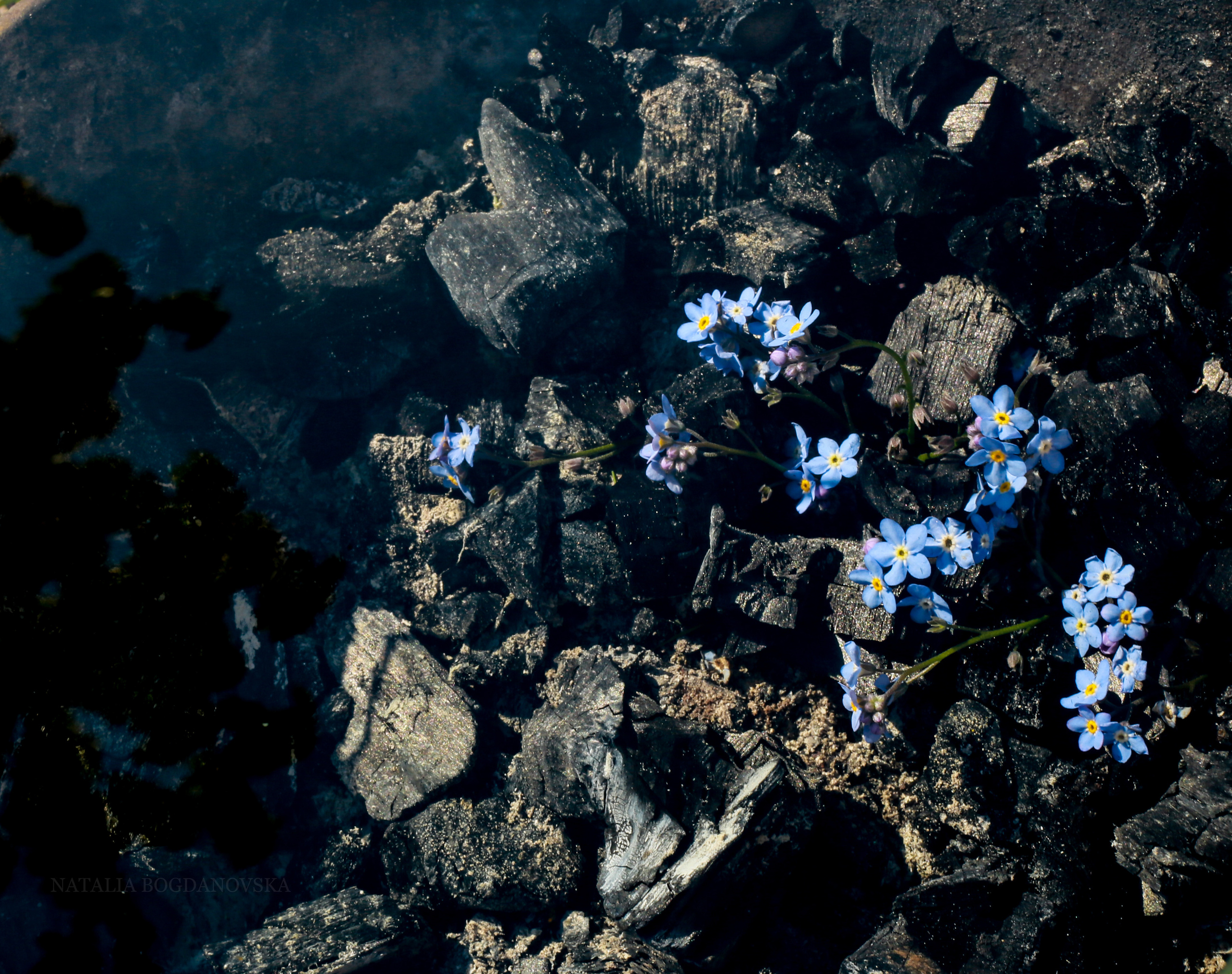 NATURE MORTE et VIVANTE. Natalia Bogdanovska. Films et photographie corporate en France