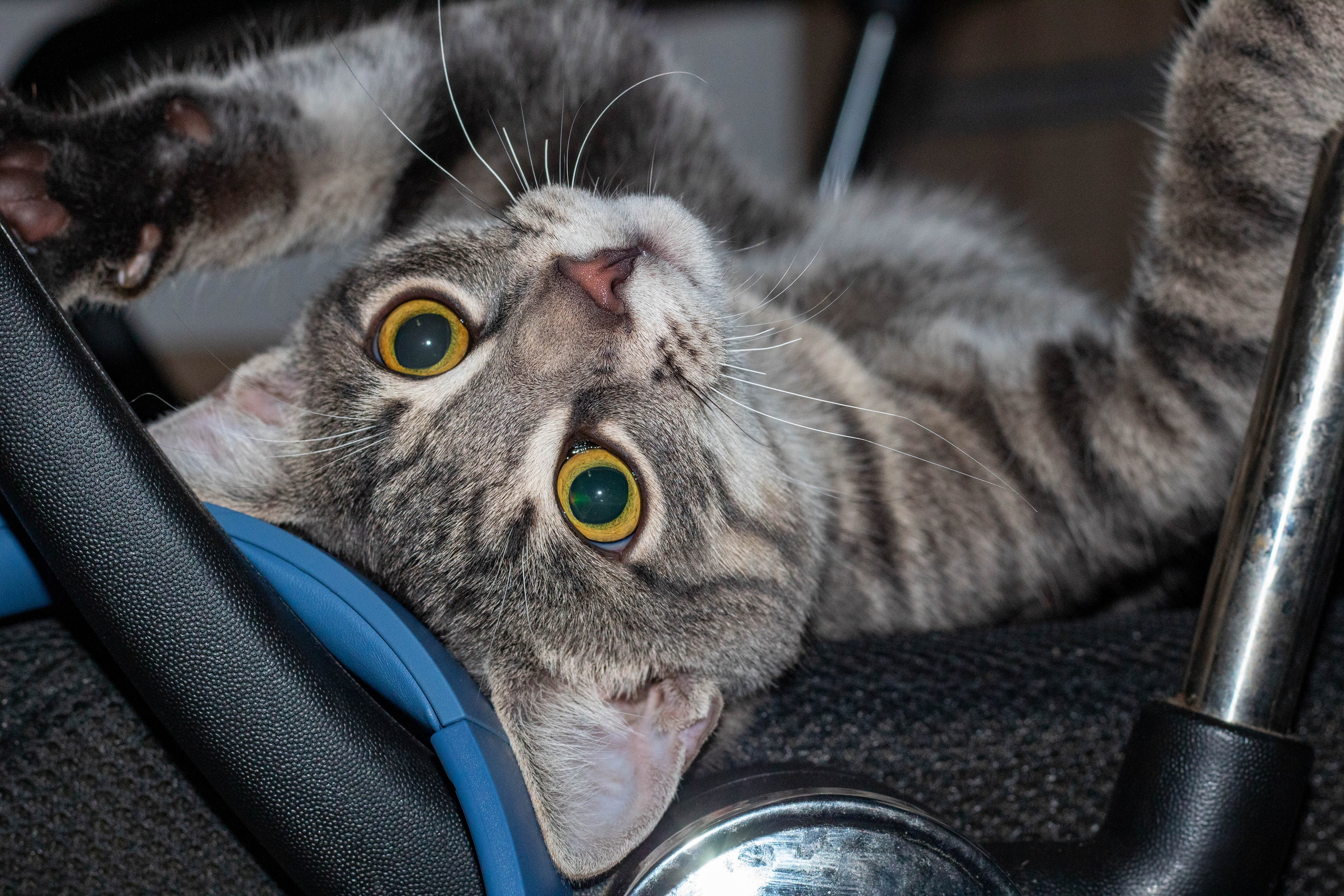 Close-up of a tabby cat lying upside down with wide yellow eyes.