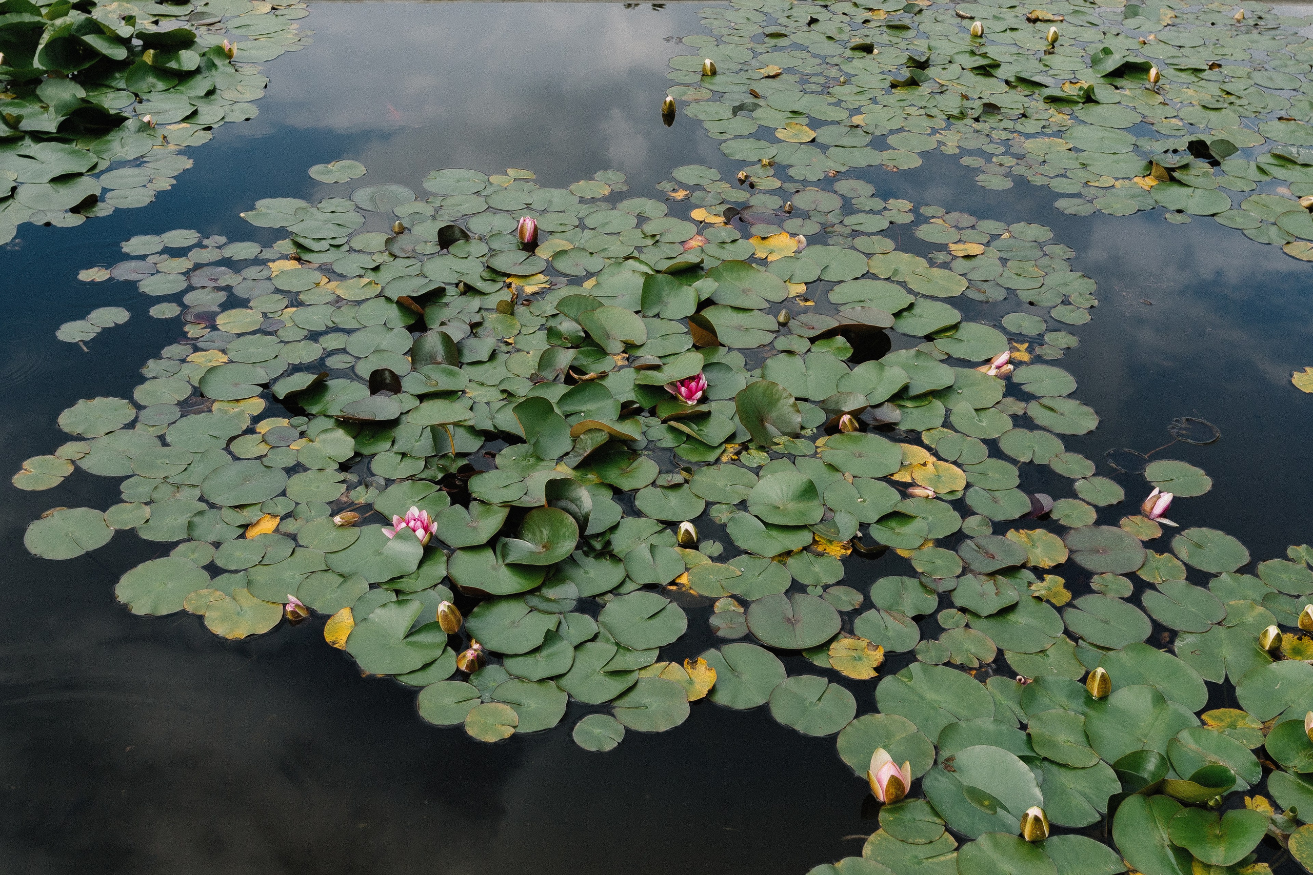 Lake Como Proposal | Villa Melzi Engagement Photography. Photographer in Italy Anna Linnik