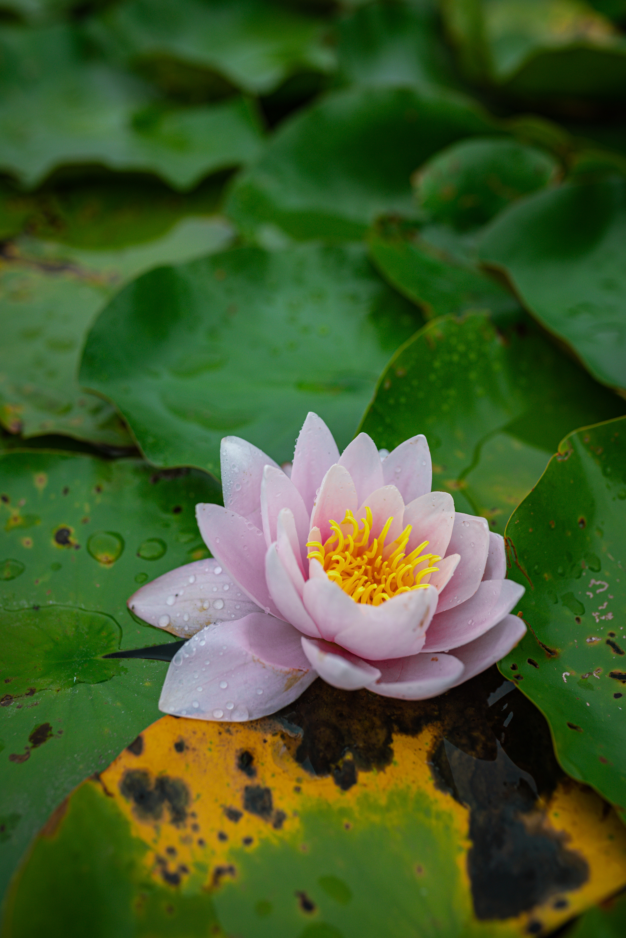 Anastasia & Johahn. Khanoffilm