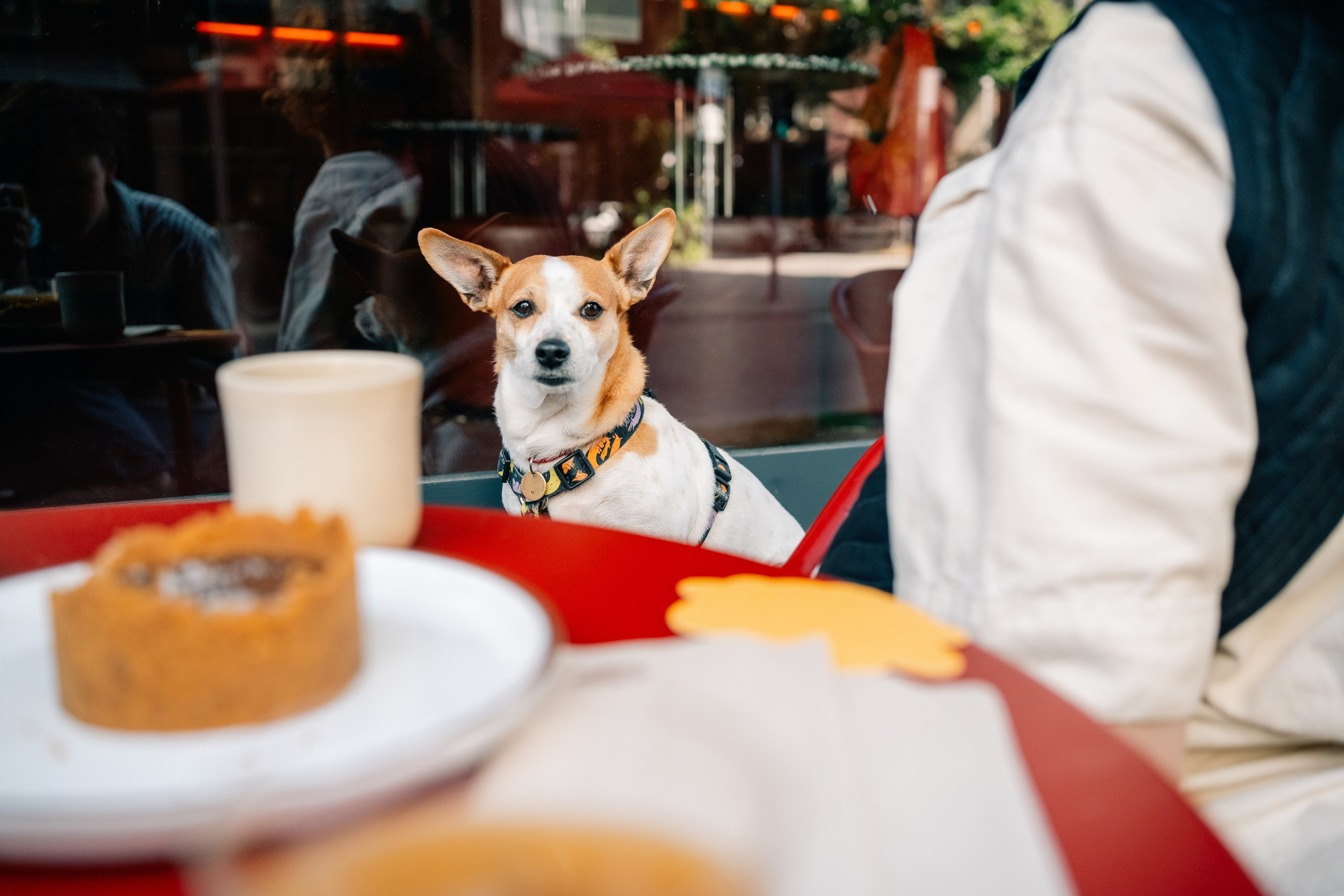 Yana & Pedro & Doggos. Maria Sher. Fotógrafa profissional do Porto, Portugal