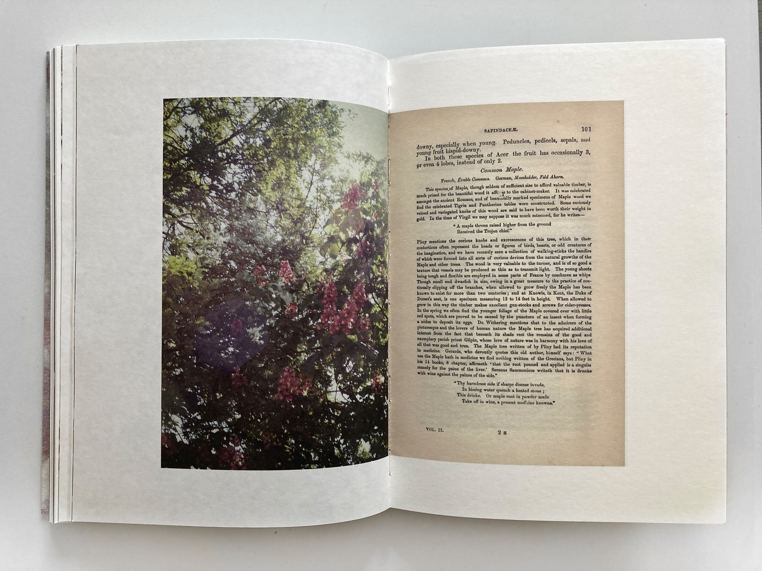 The Garden of Earthly Delights. Sveta Kaverina