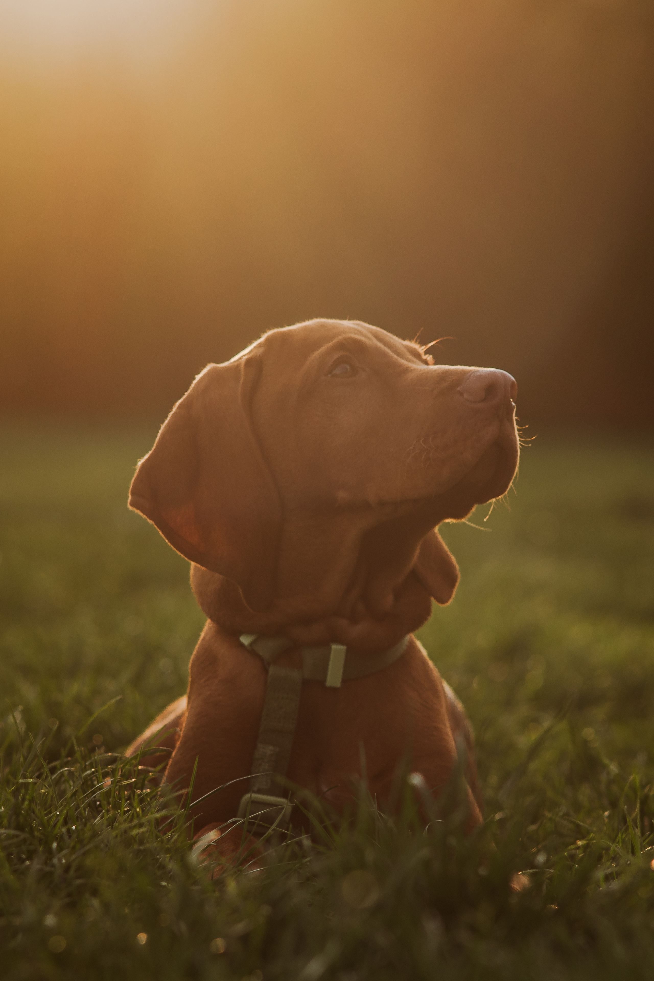 Spontanes Hunderudel im Rosental – Ori trifft neue Freunde. RawPeek