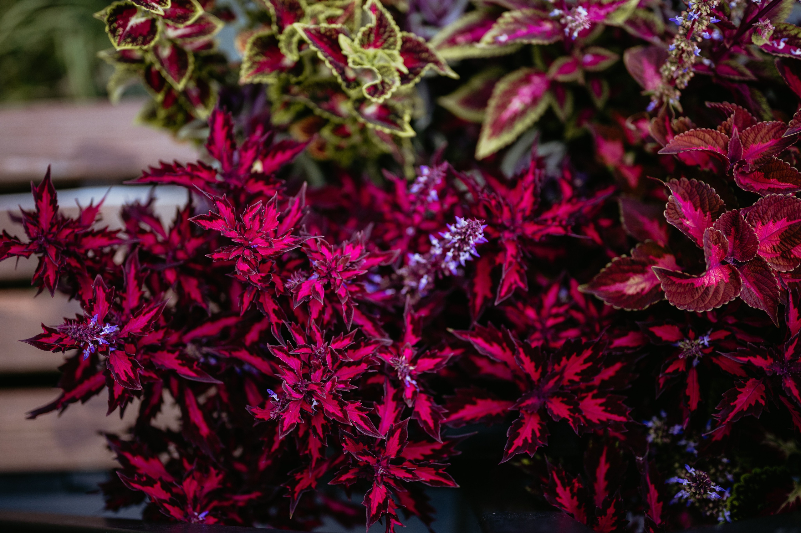 Flavio si Sarona. Valentin Melen - fotograf de nunta 🤍