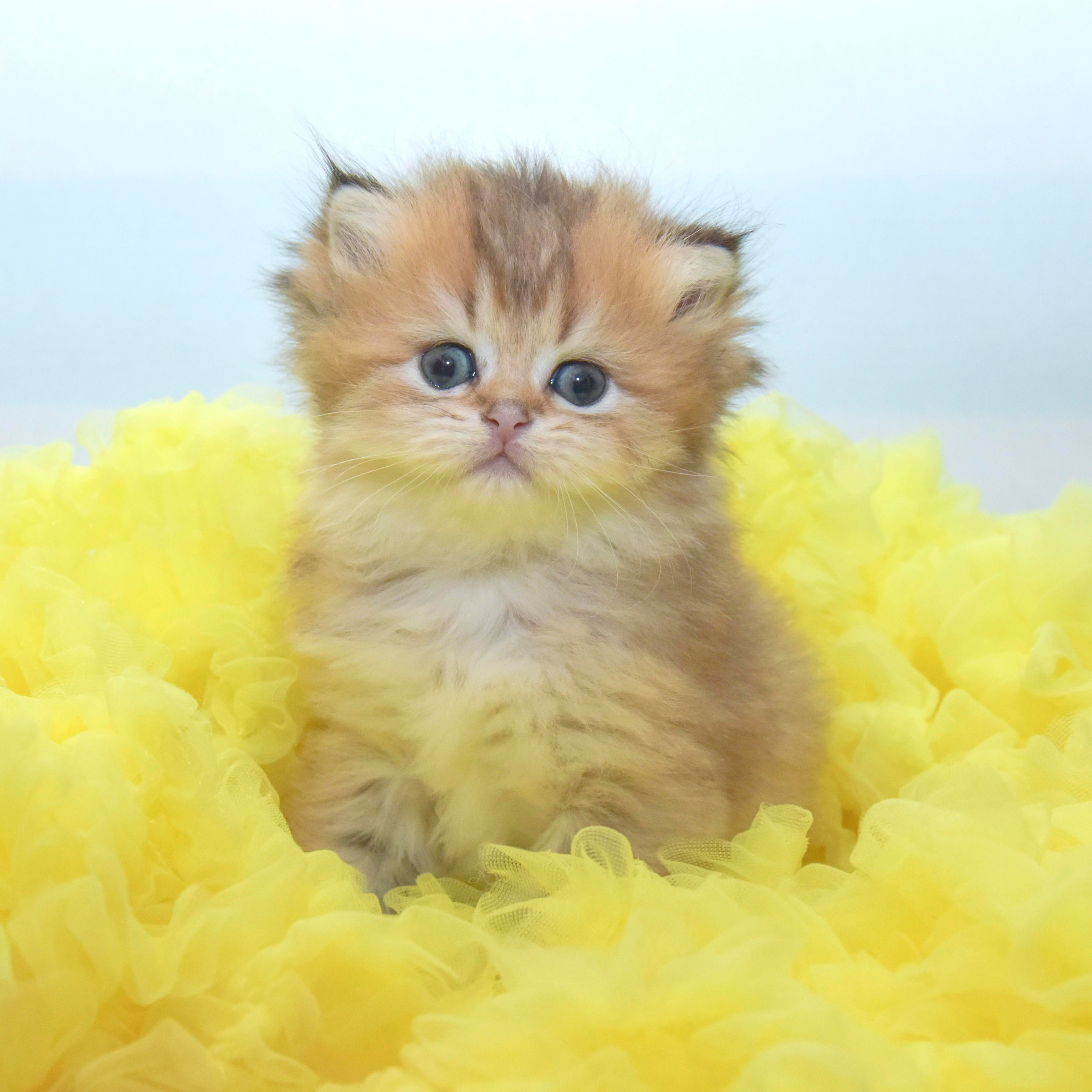 Cattery British shorthair Cyprus, cattery british shorthair Limassol,. British shorthair Cyprus, british shorthair cattery in UK, british cat